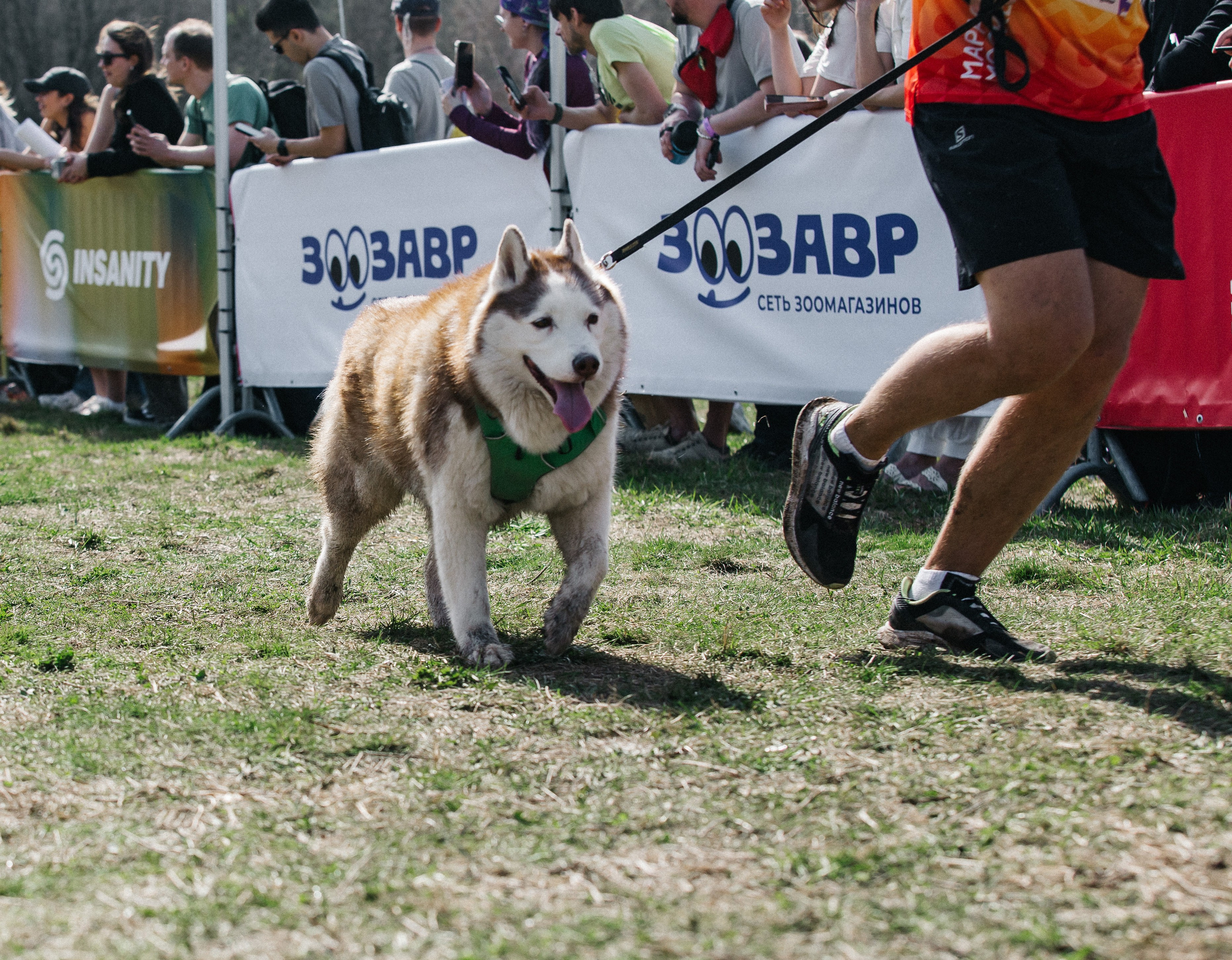 Кросс «Быстрый пёс» 2025. Репортажный фотограф в Москве