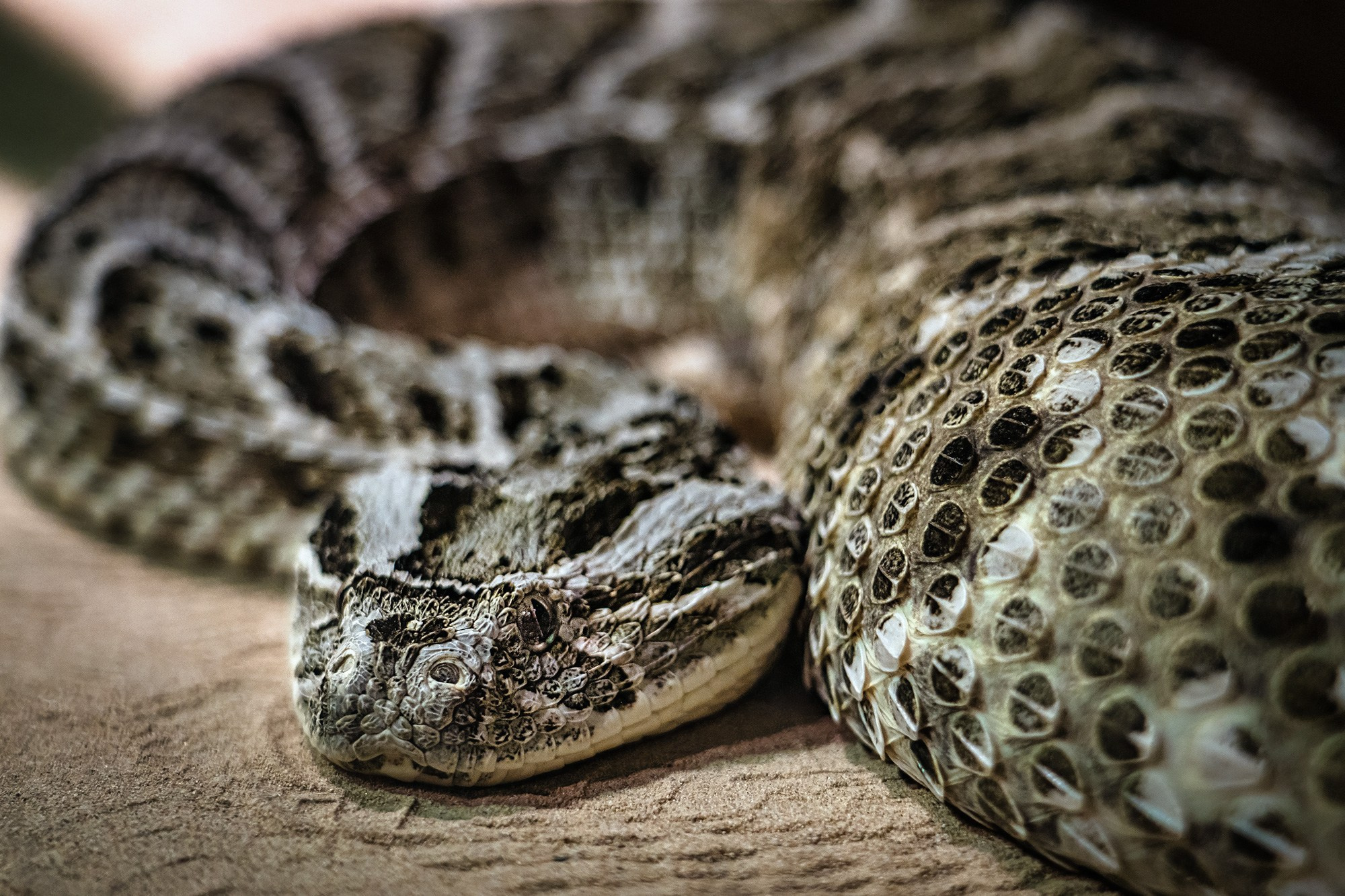 ЗООПАРК. Фотограф Владимир Остапенко