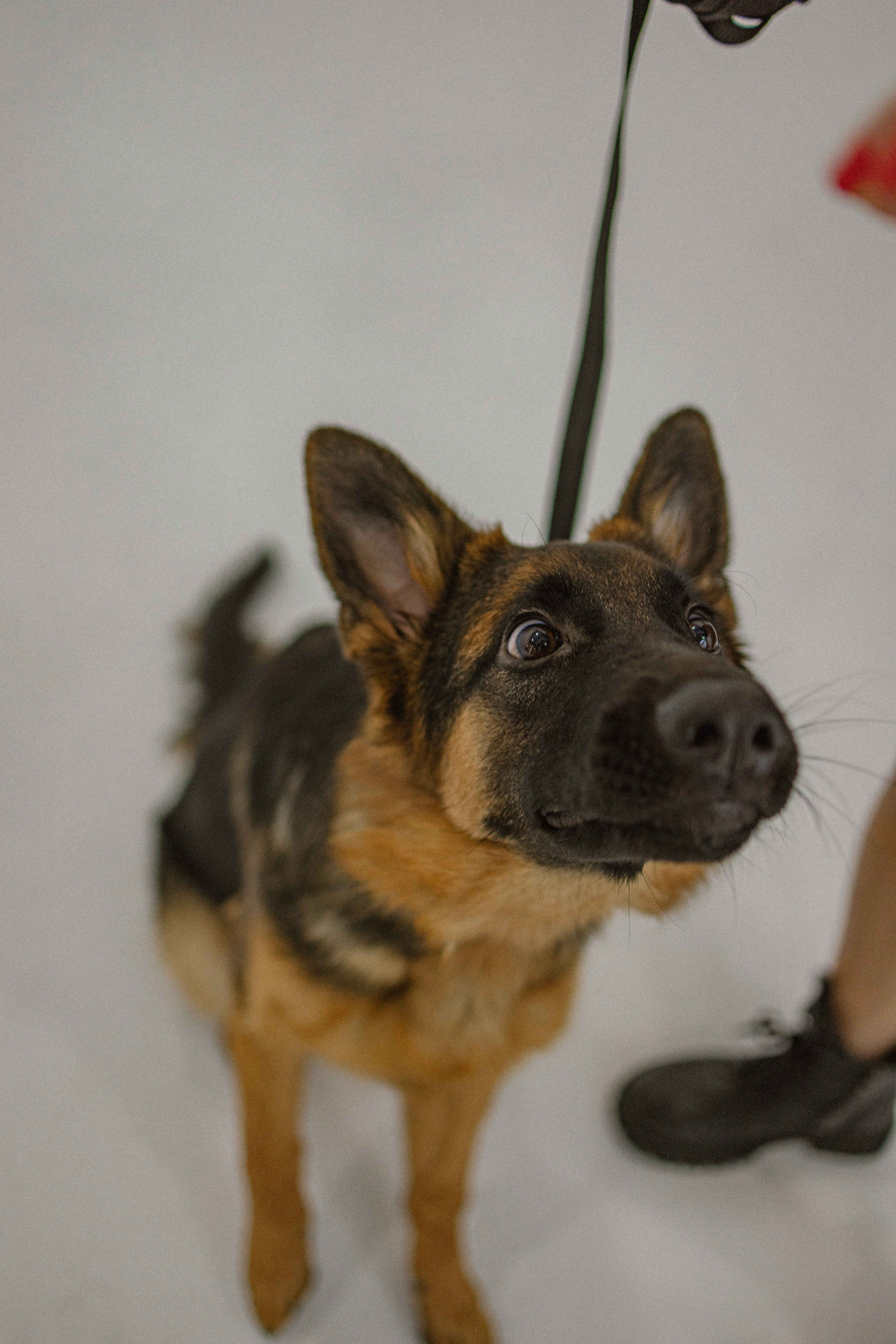 Ася и Буся. Фотограф-анималист в Москве Лера Черноног