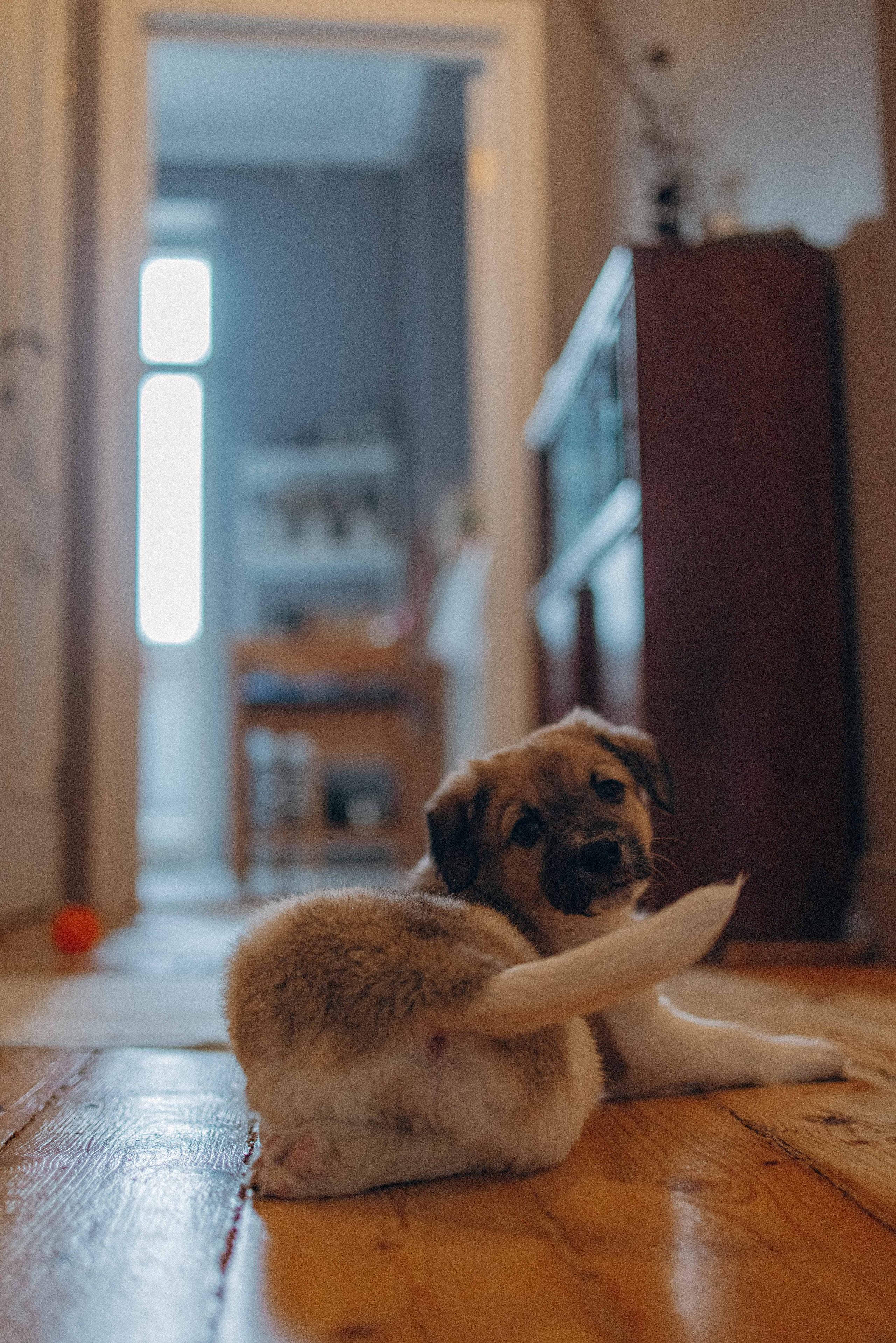 Щеночки. Фотограф-анималист в Москве Лера Черноног