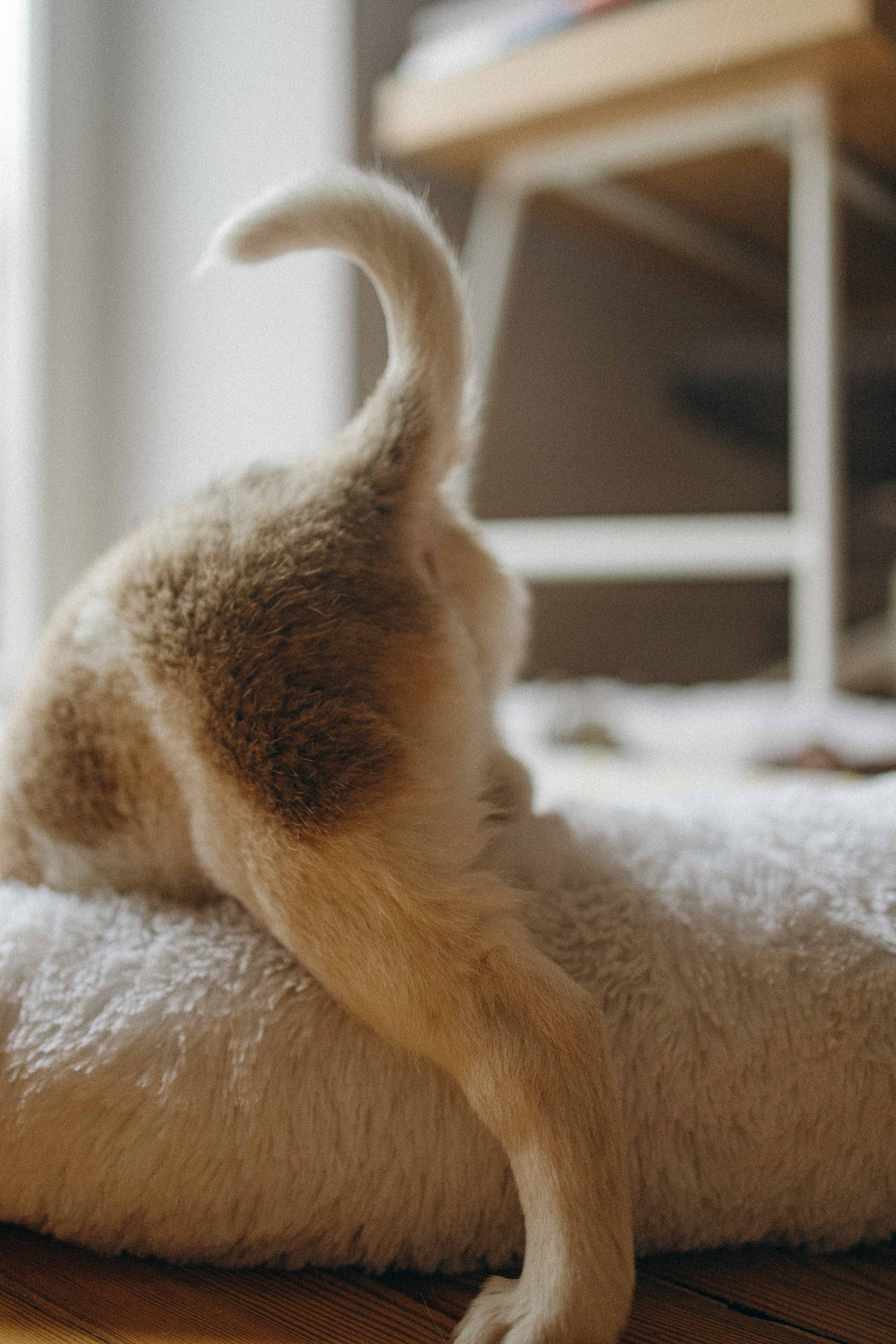 Щеночки. Фотограф-анималист в Москве Лера Черноног