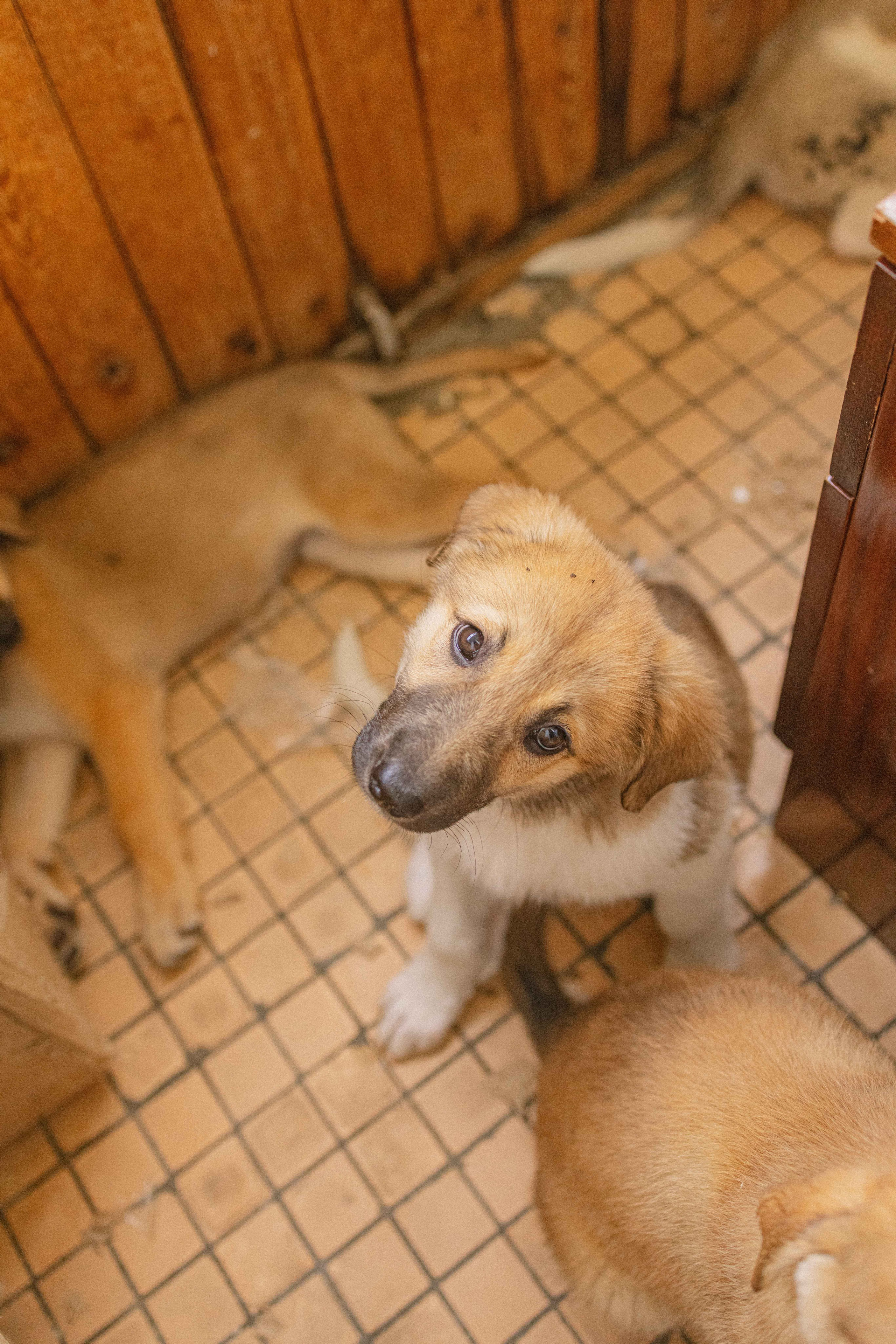 Щеночки на кухне. Фотограф-анималист в Москве Лера Черноног