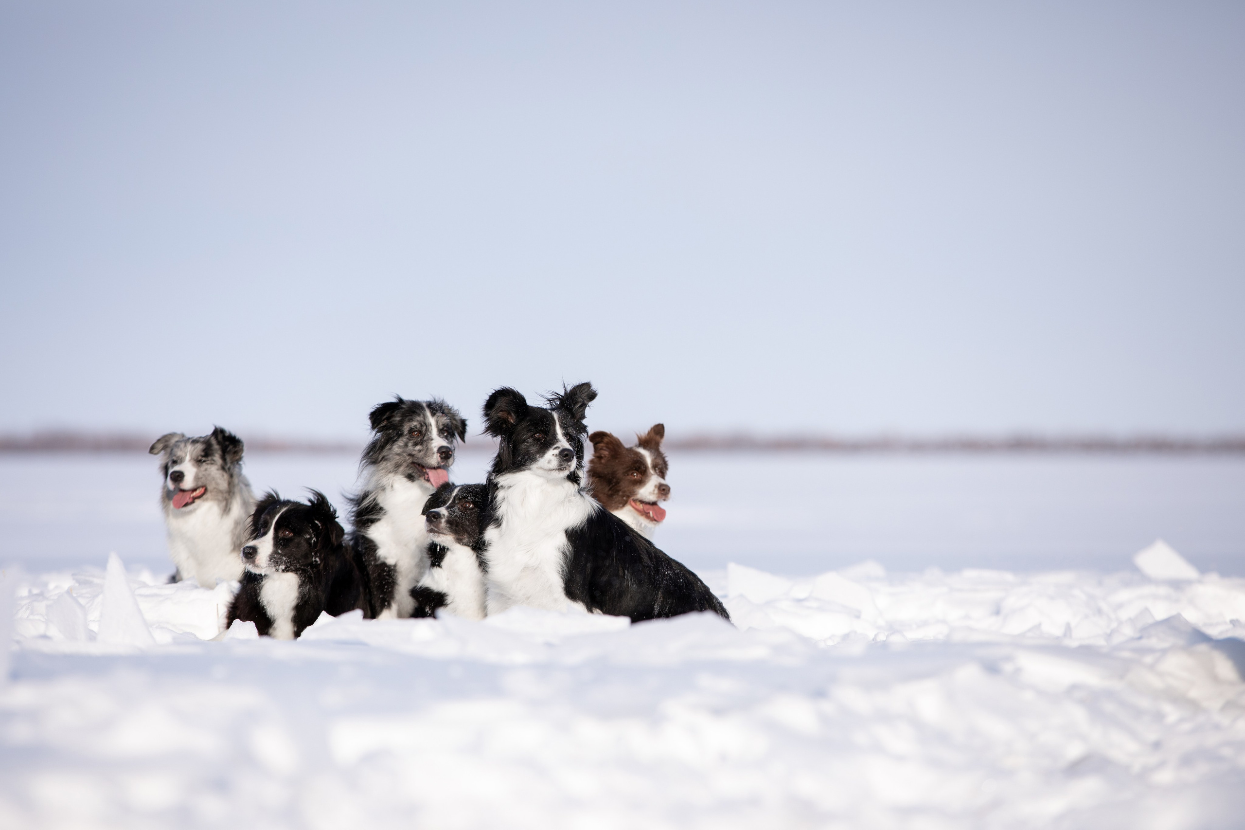 Мороз и солнце. О нас