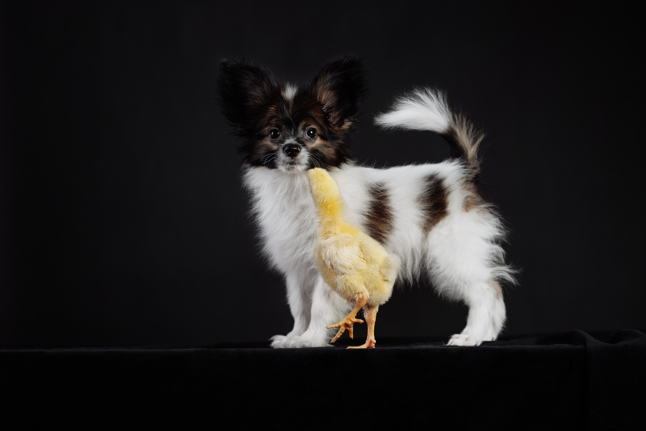 С цыпами. О нас