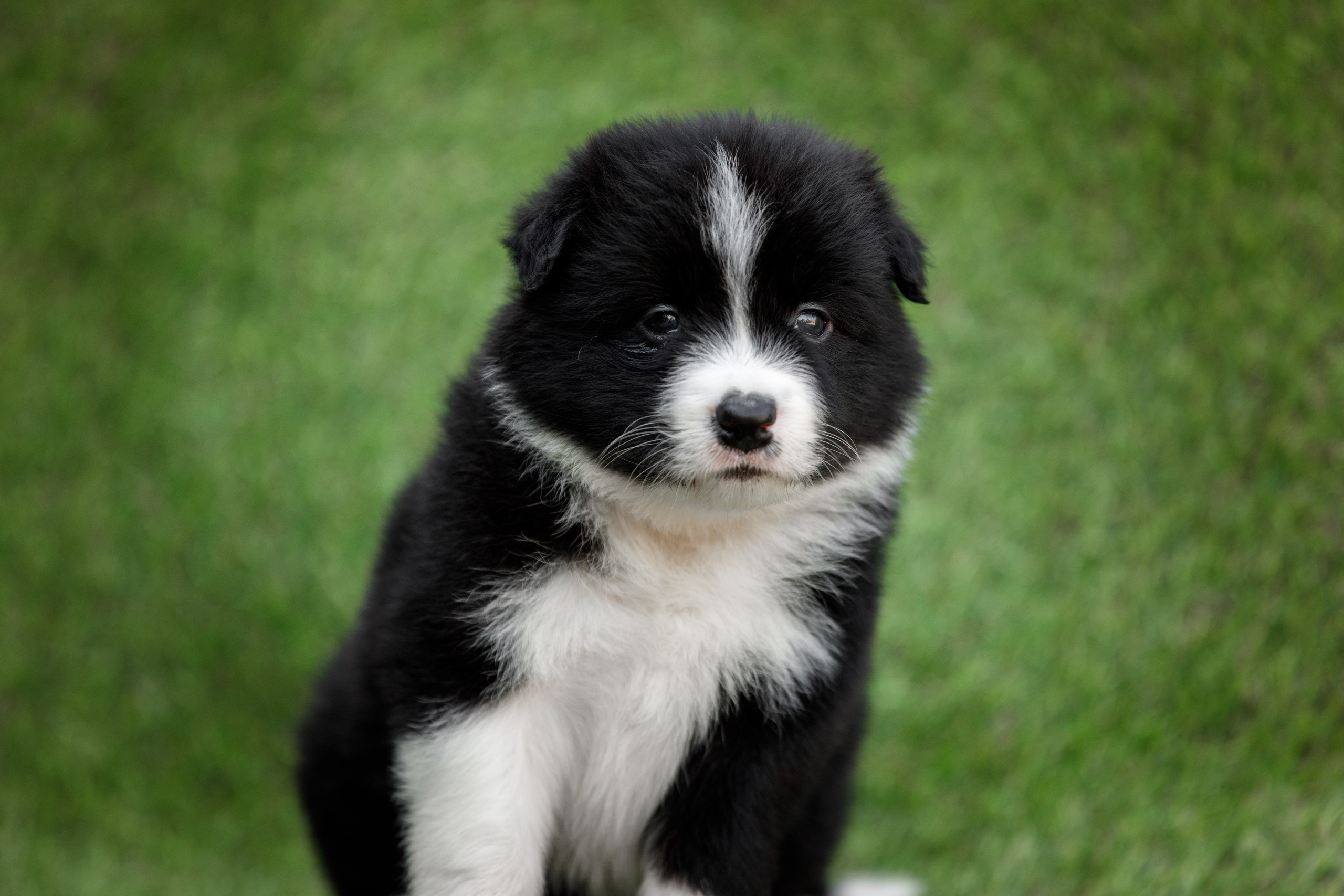 Смешарики. О нас