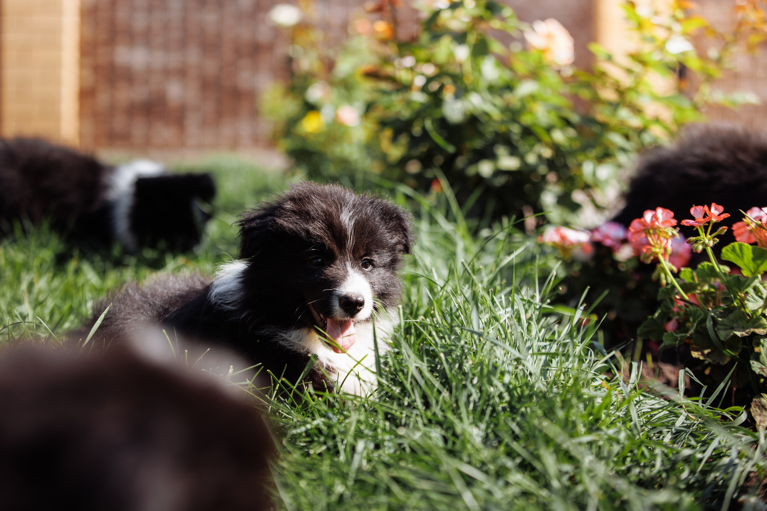 МММ — маленькое мягкое милое. О нас