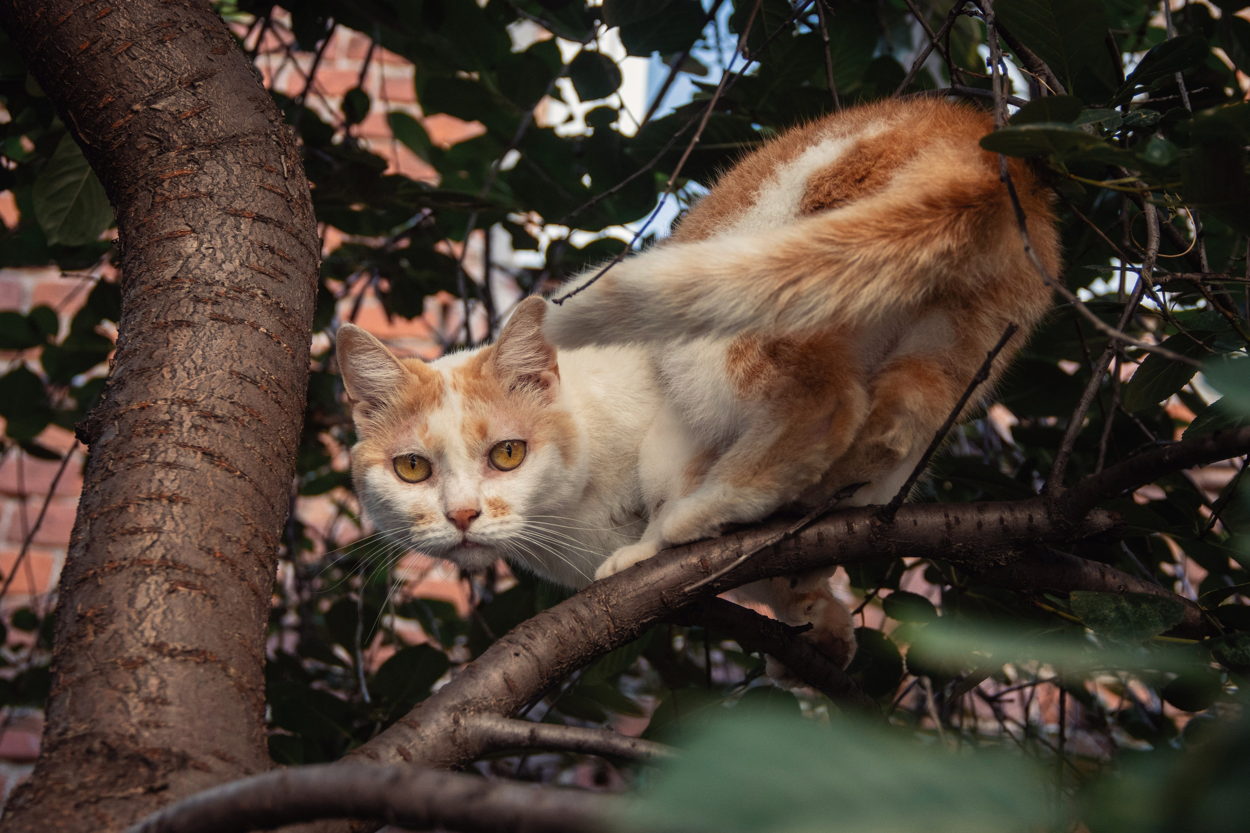Уличные модели. С любовью, фотохудожник