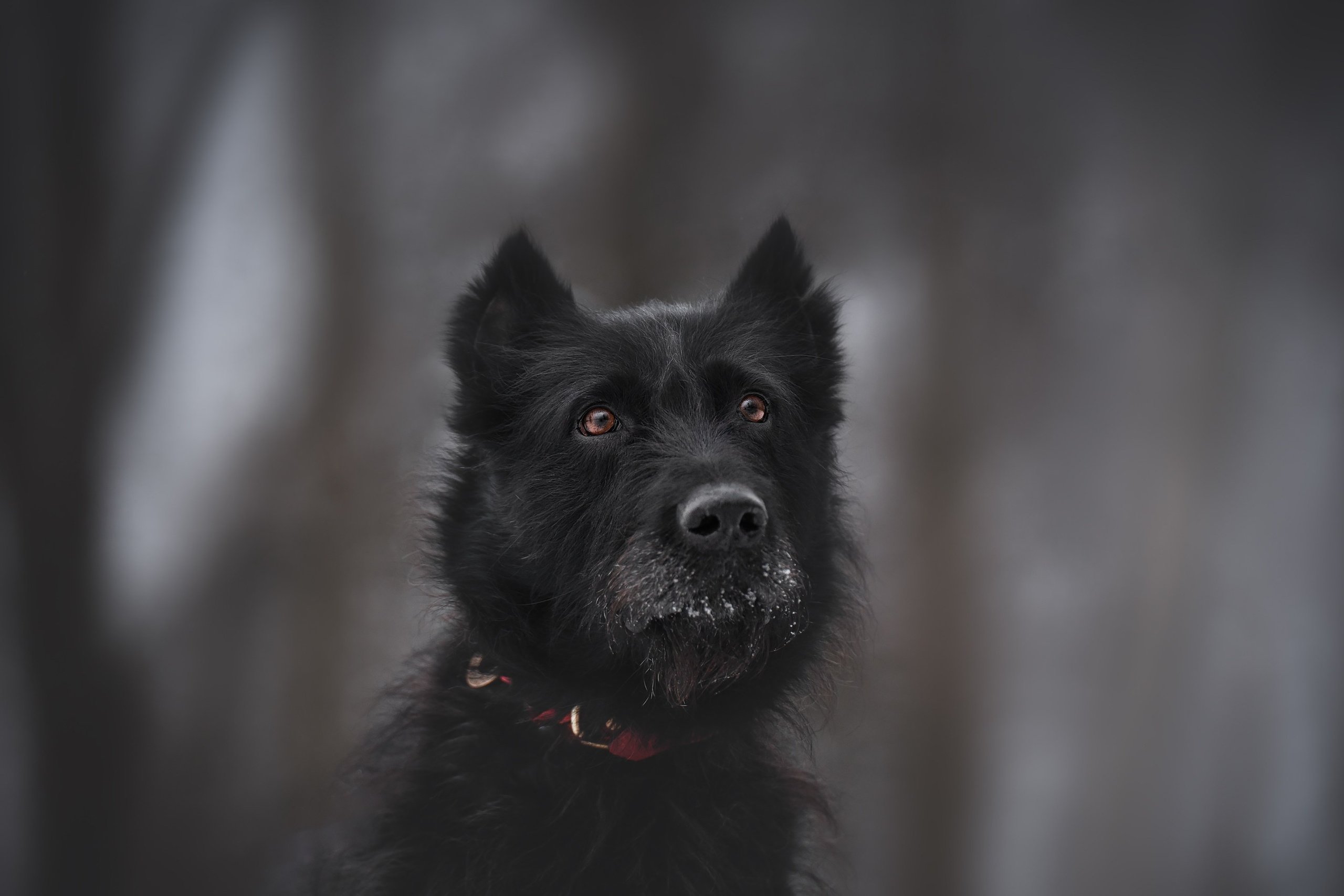 Багир. Фотограф анималист Осипчикова Мария