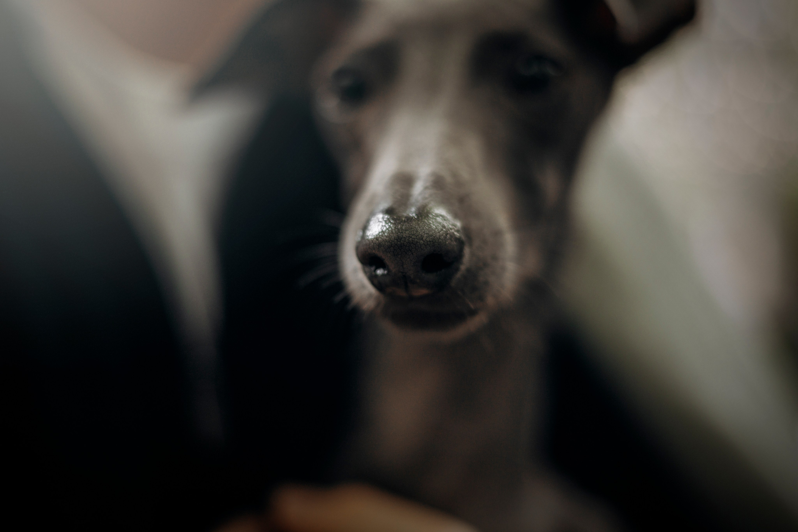 Лучик и ее семья. Фотограф — Анималист | Санкт-Петербург