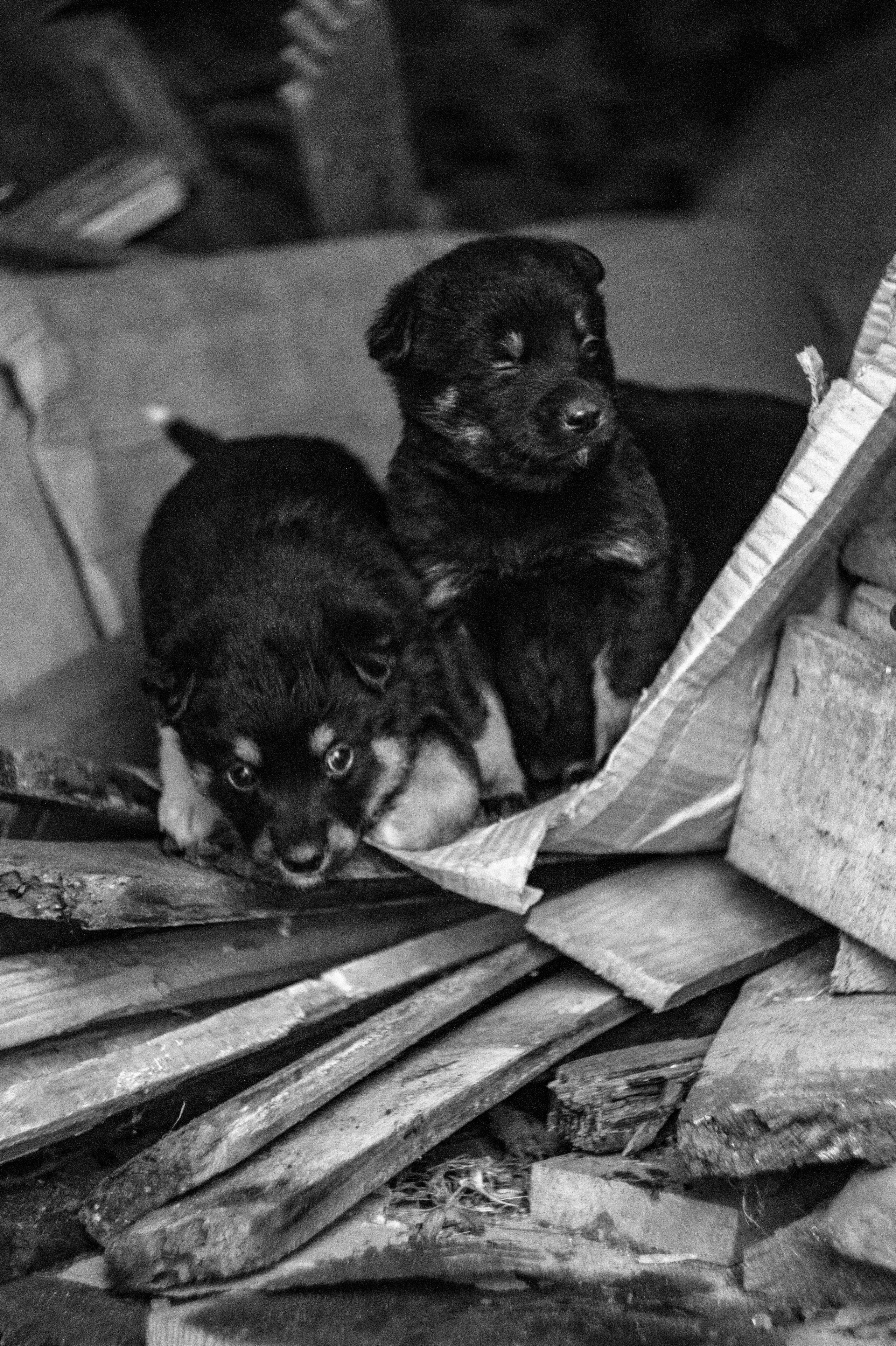 Dogs. Профессиональный фотограф