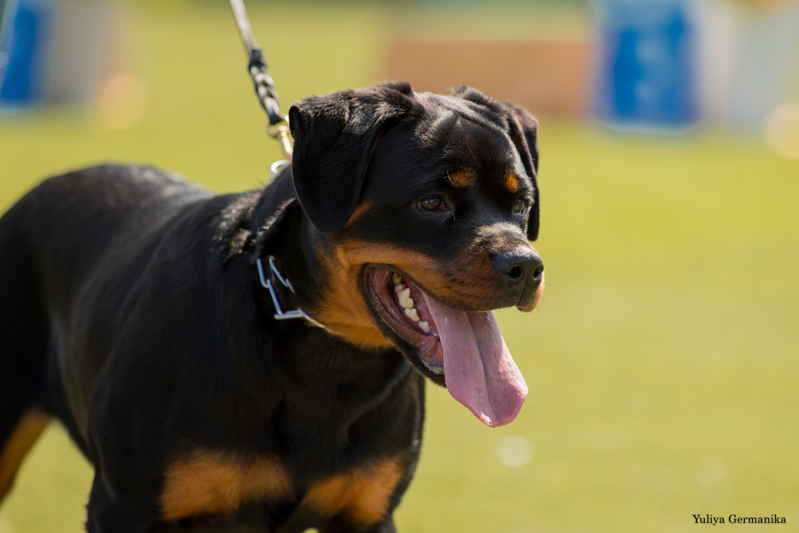 Анапа 16-17.09.2023 моно ротвейлеров. Фотограф-анималист Юлия Германика