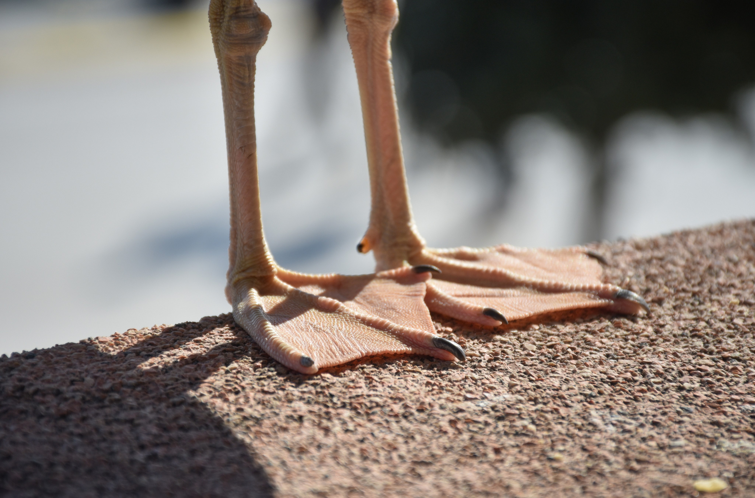 Стамбул — февраль 24. В созвучии с природой. Фотограф Светлана В. Пронина, Москва