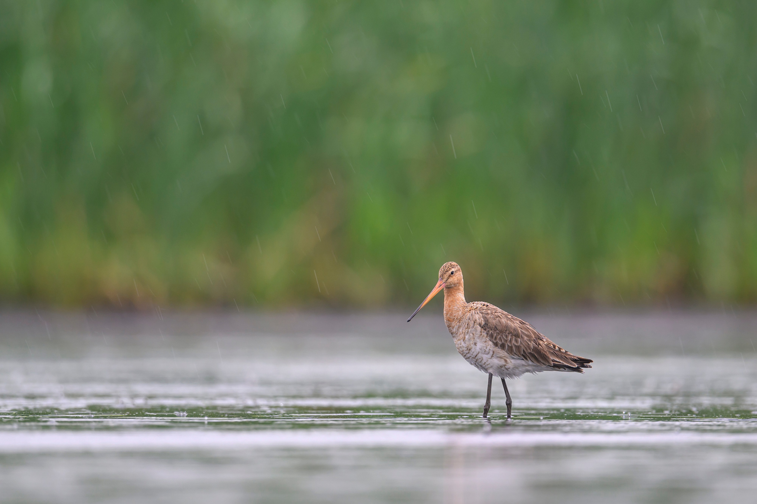 Кулики. Wildlife photography by Sergey Puponin