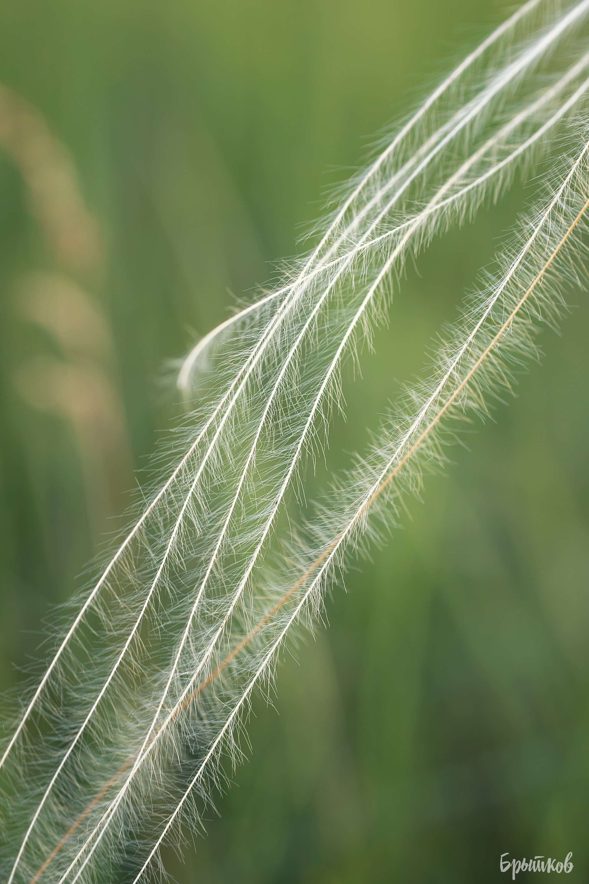 Поля. Ковыль. Николай Брытков — фотограф в Туле