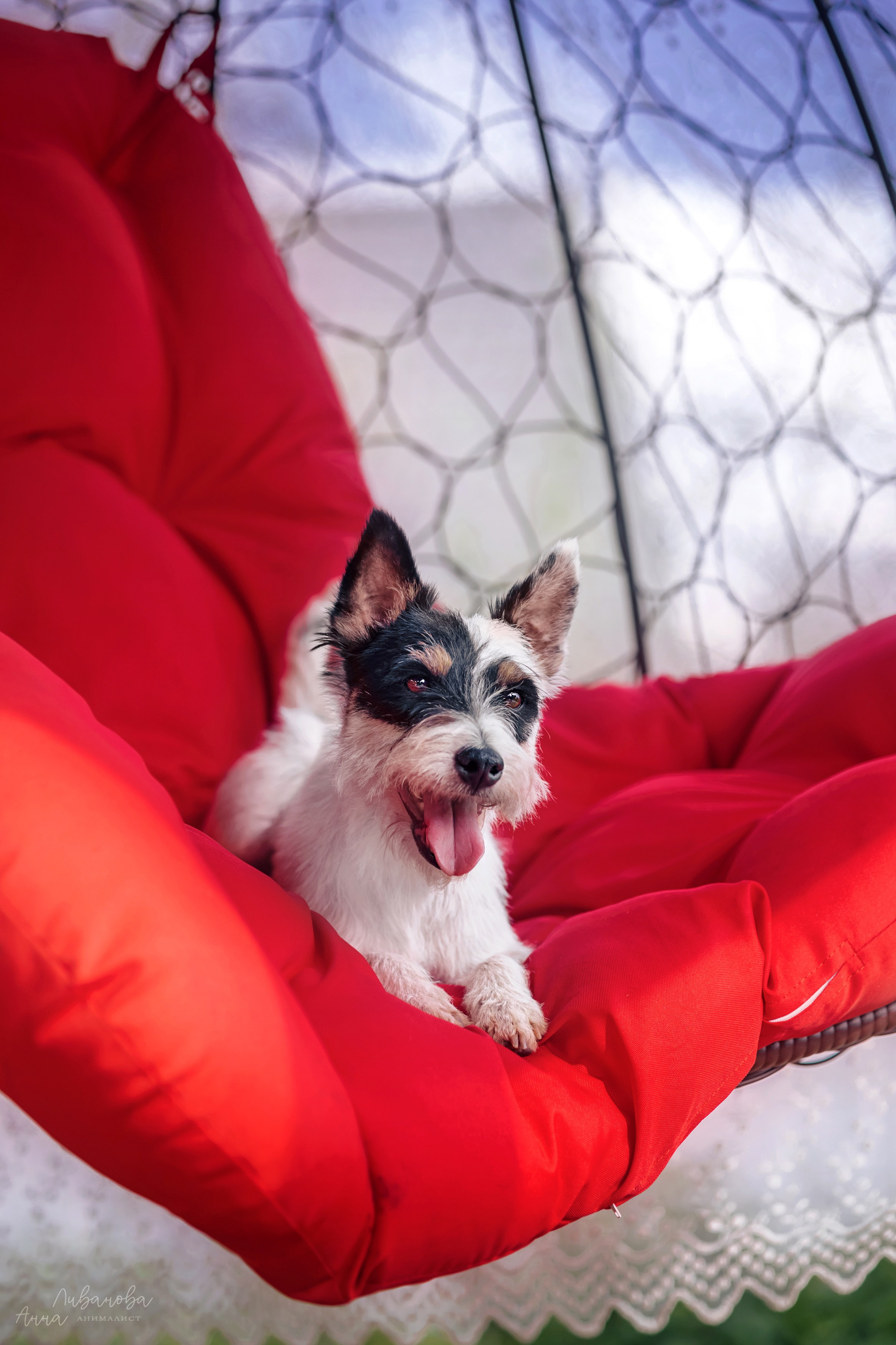 Рита и Ко. Фотограф анималист Аня Ливанова | Рыбинск