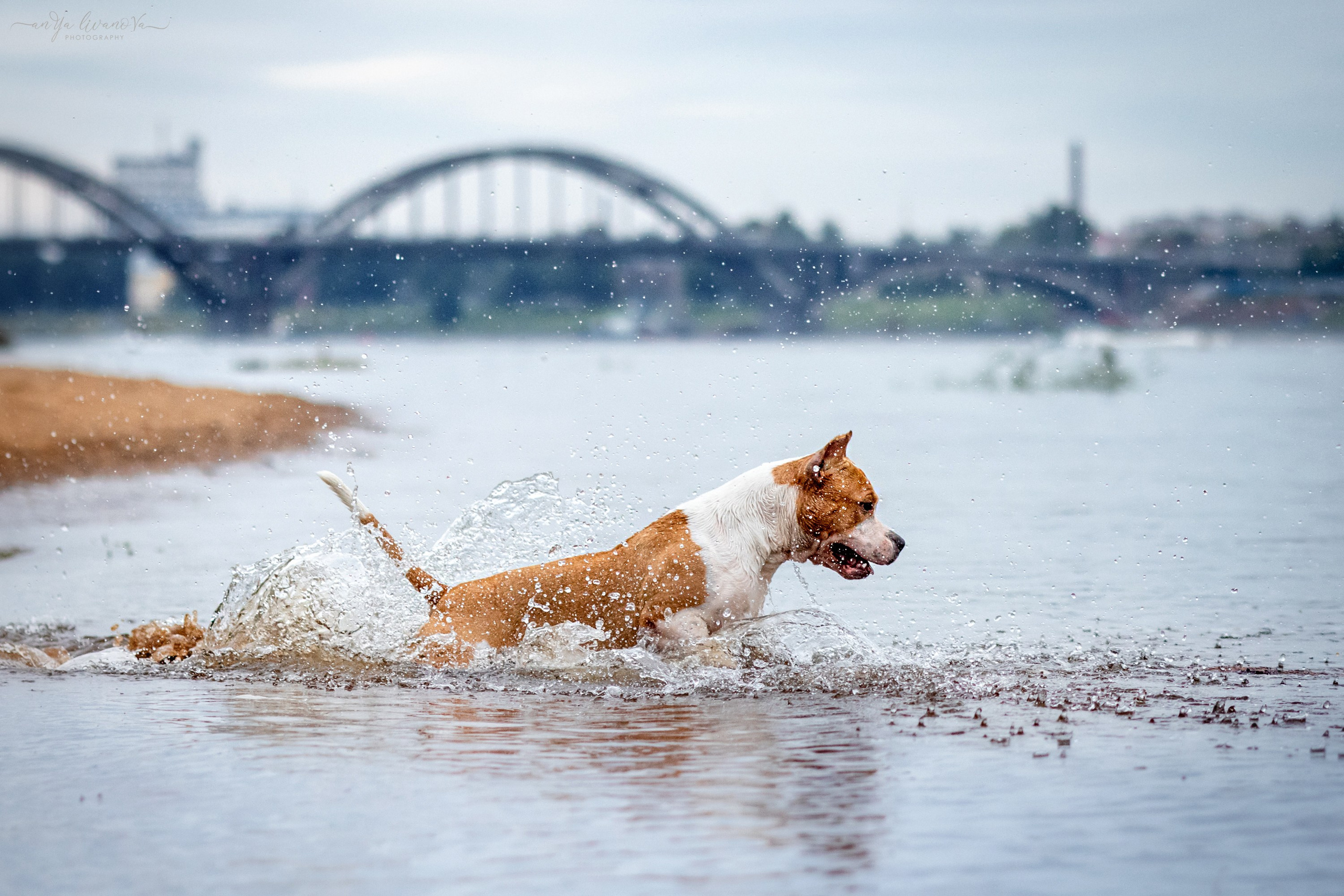 Винт и Дея. Фотограф анималист Аня Ливанова | Рыбинск