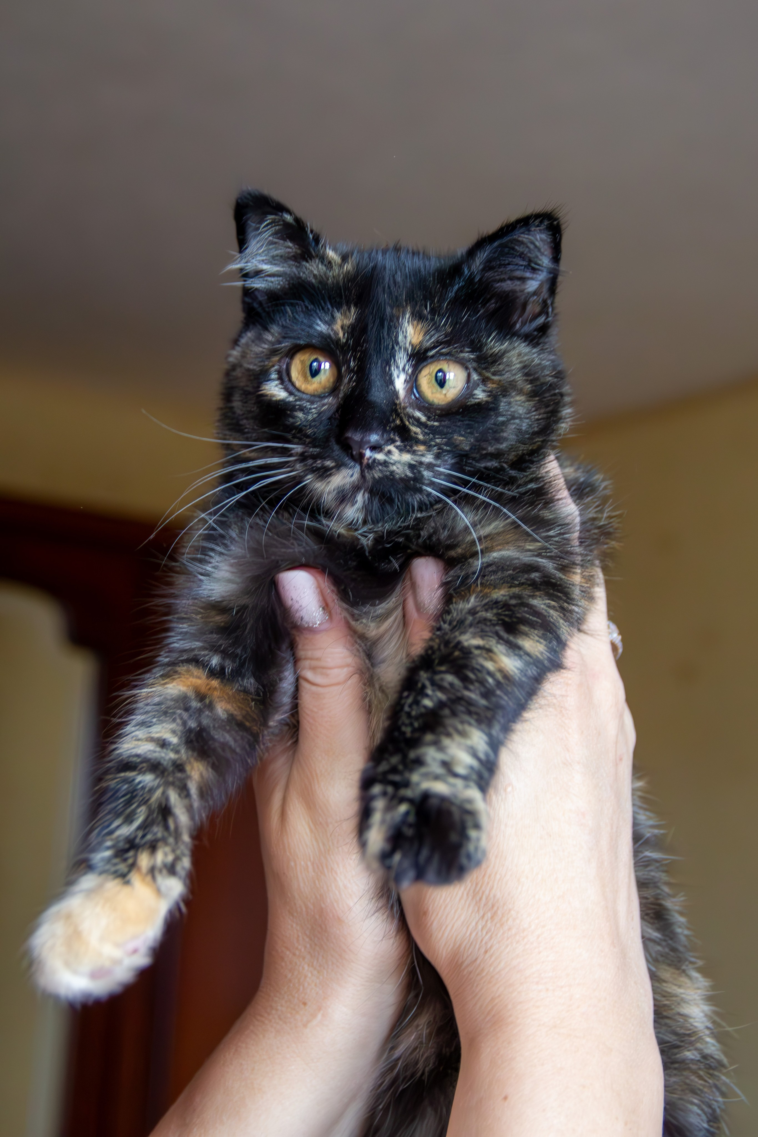 Котёнок Соня. Фотозаметки Лины Юговой | фотограф-анималист