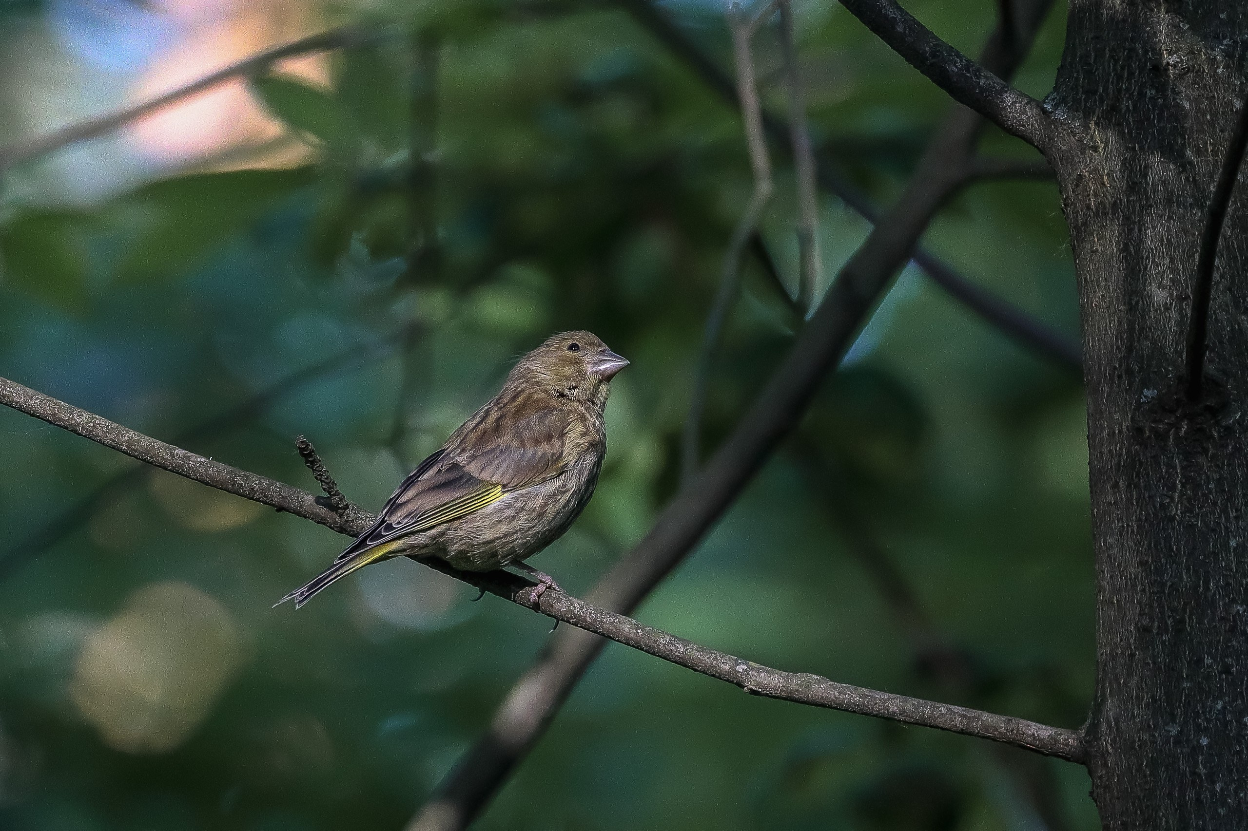 Обыкновенная зеленушка