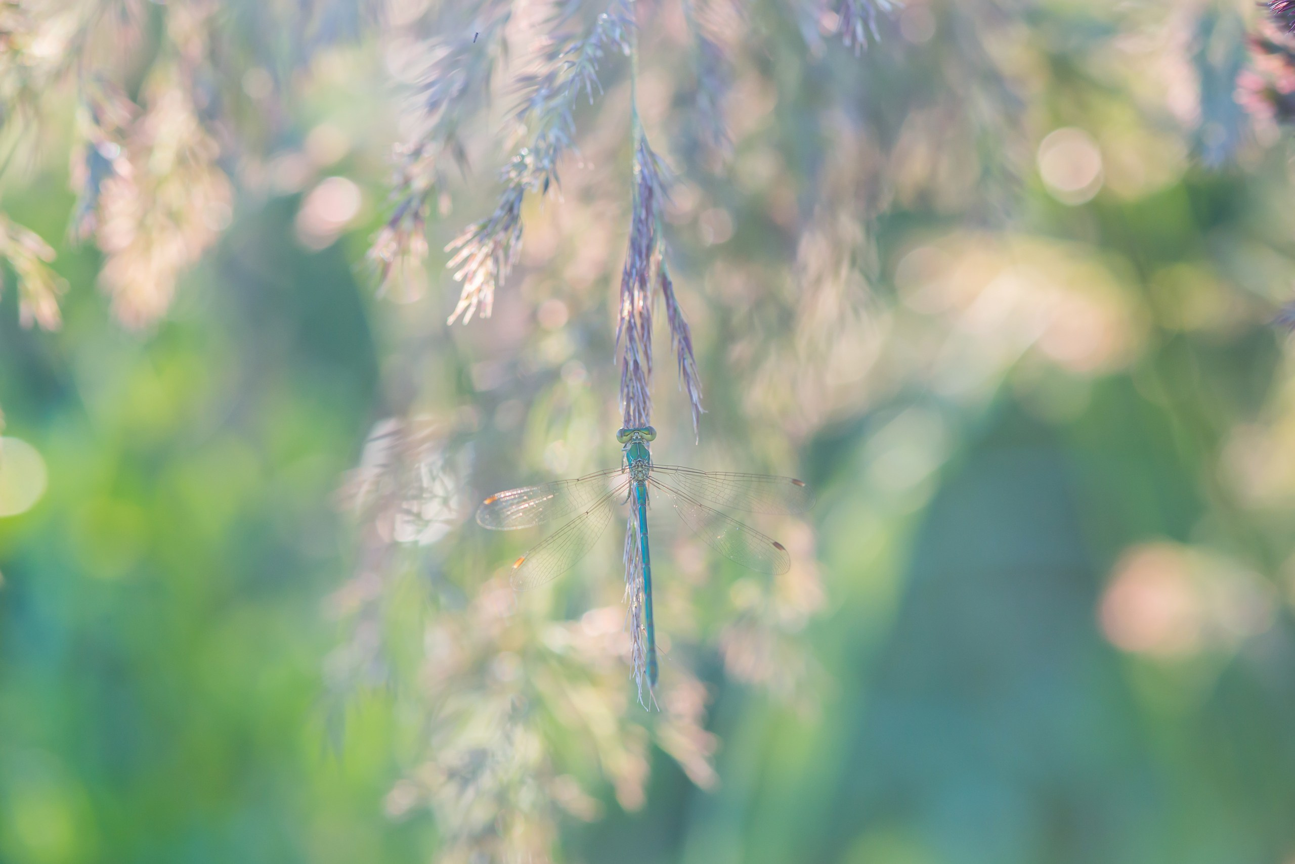 Макрофотосъёмка. Foto-Zuev фотография как искусство