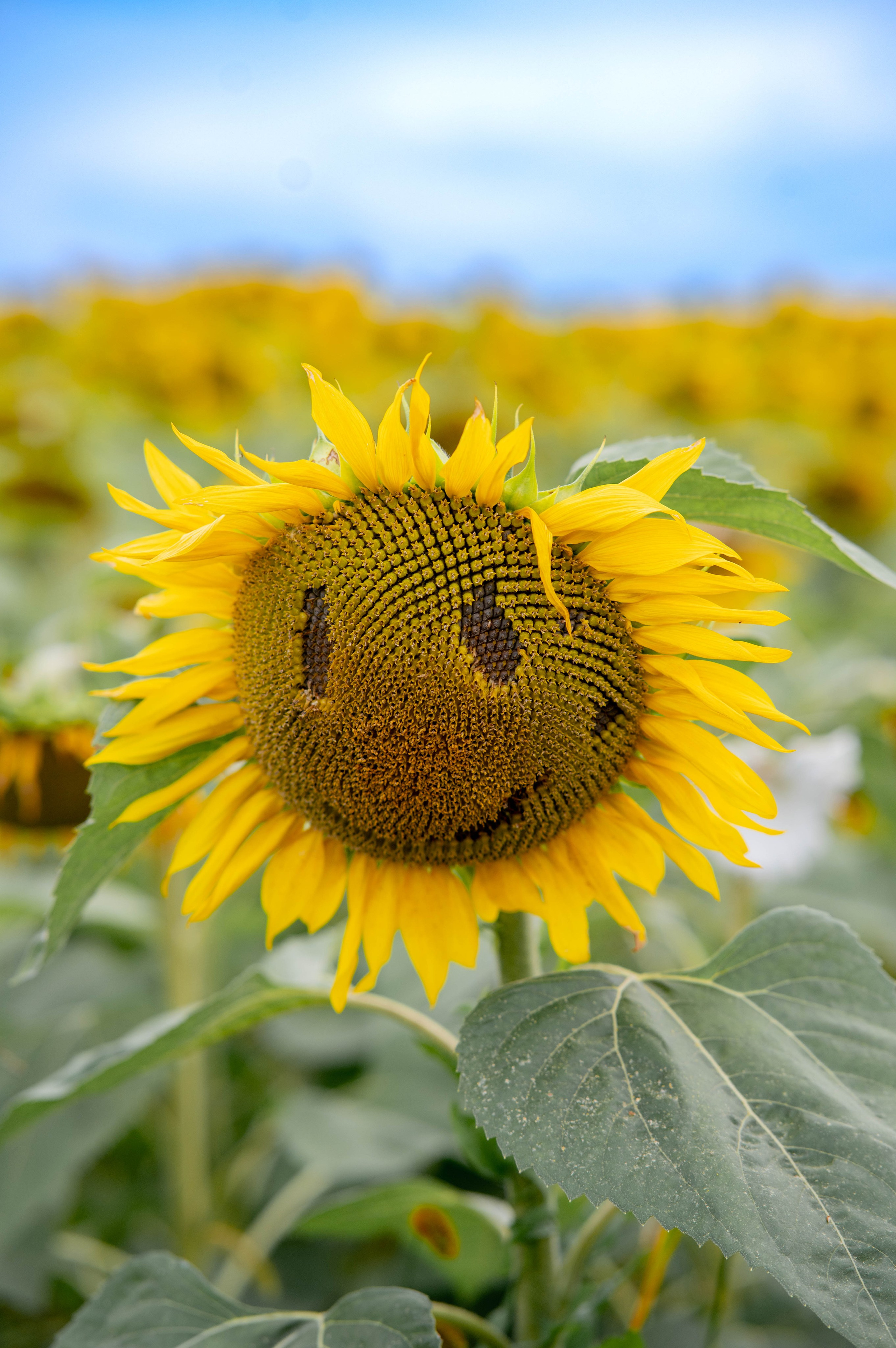 Подсолнуховое поле. Семейный и свадебный фотограф в Абакане Юлия Су