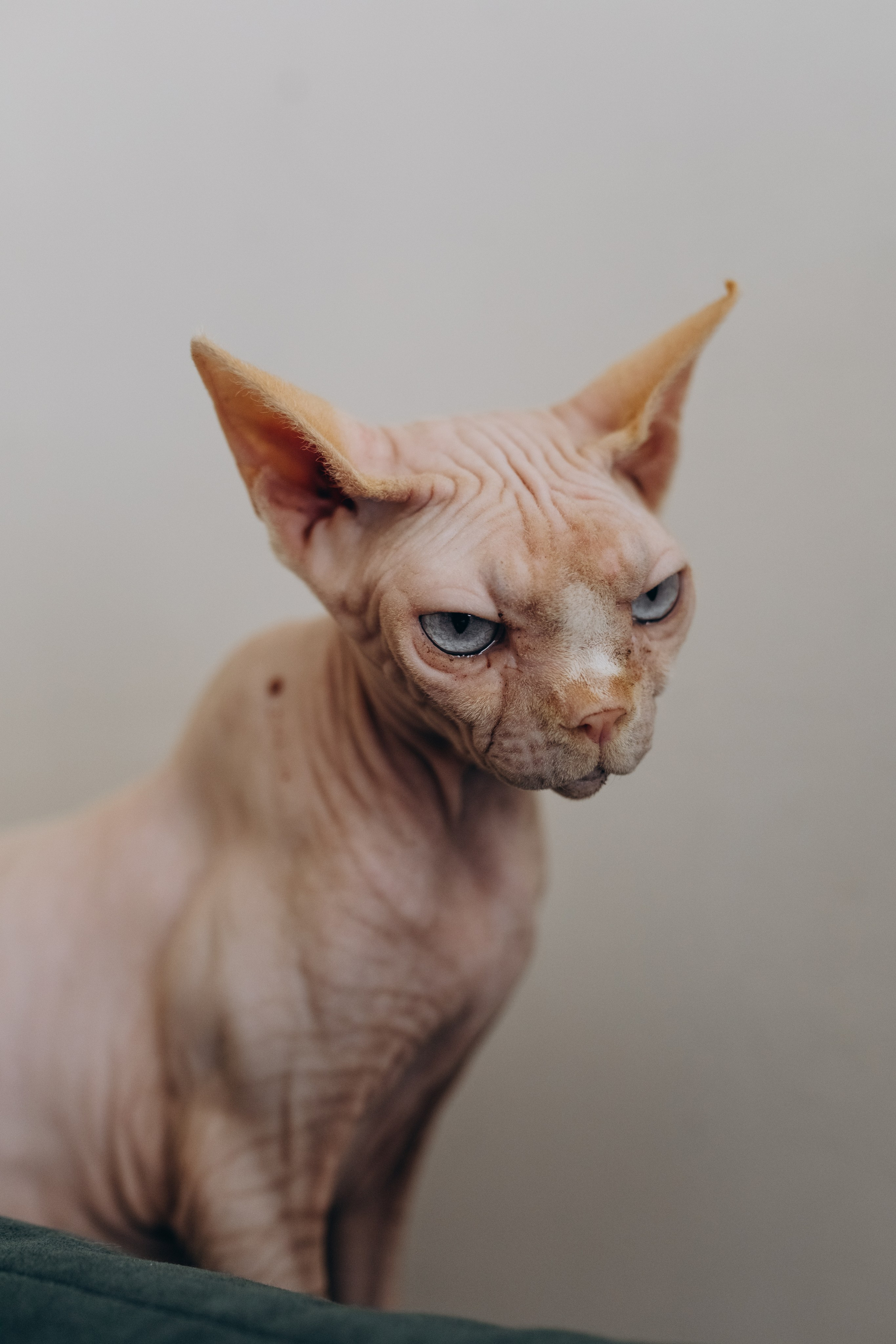 Катя, Ева, Ариша. Фотограф Людмила Оюн