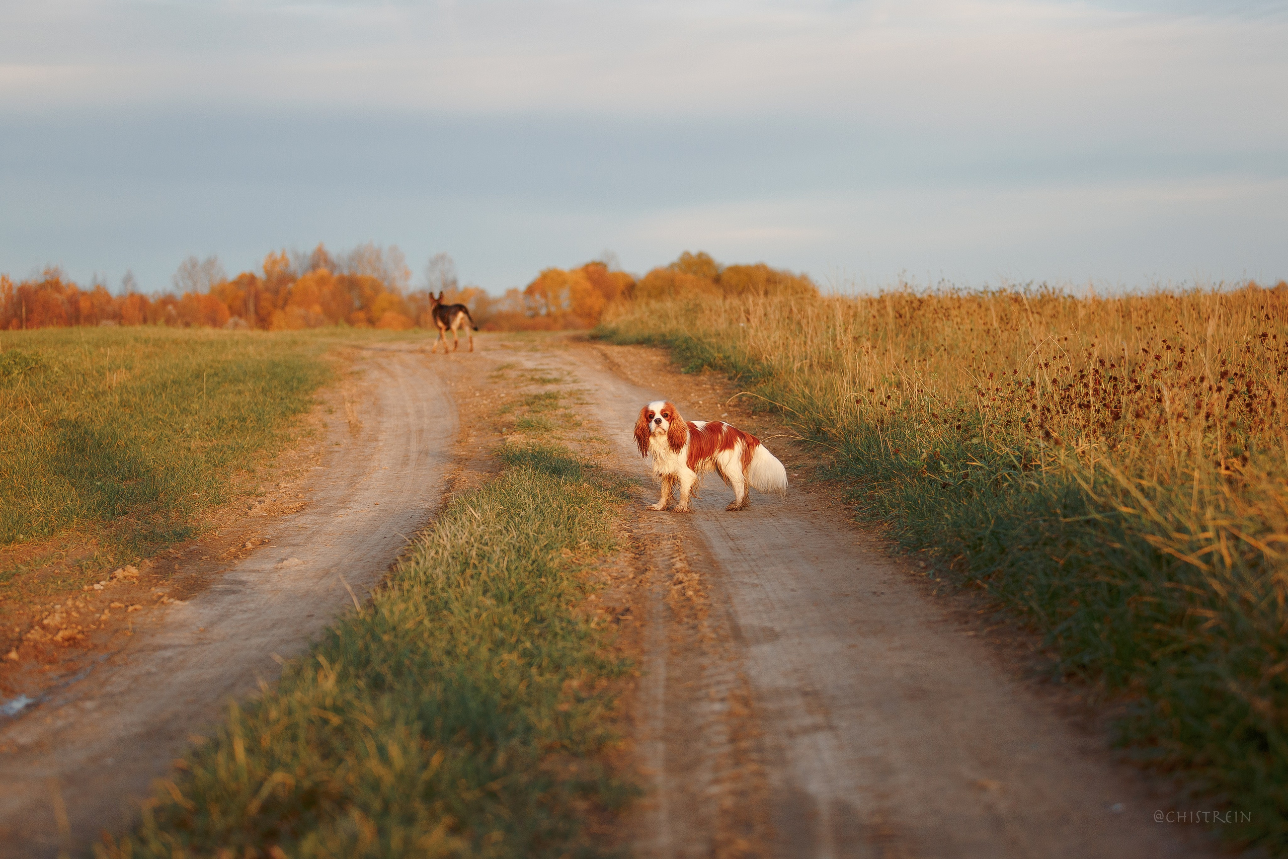 Октябрьский закат в полях. Алина и Лео. Фотограф-анималист Наталия Чистюхина в г. Сосновый Бор и ЛО
