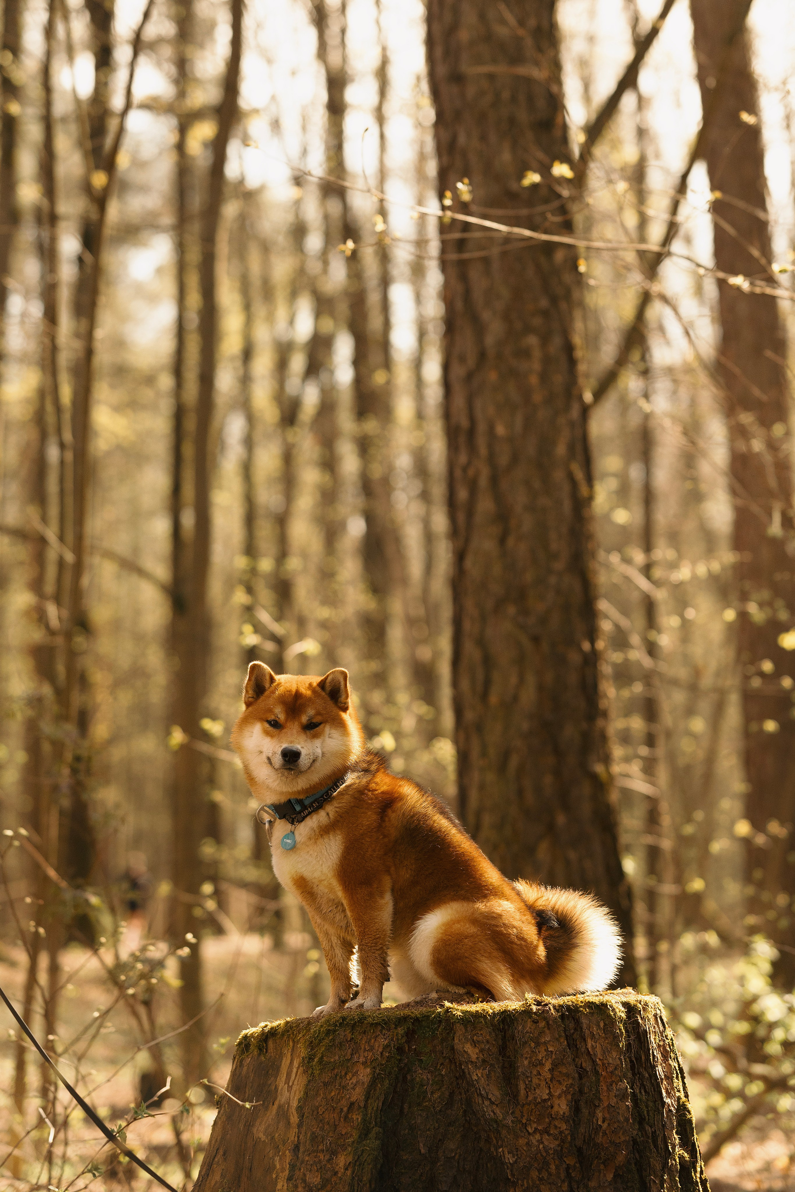 Юнки. Фотограф- анималист Александра Матвеева