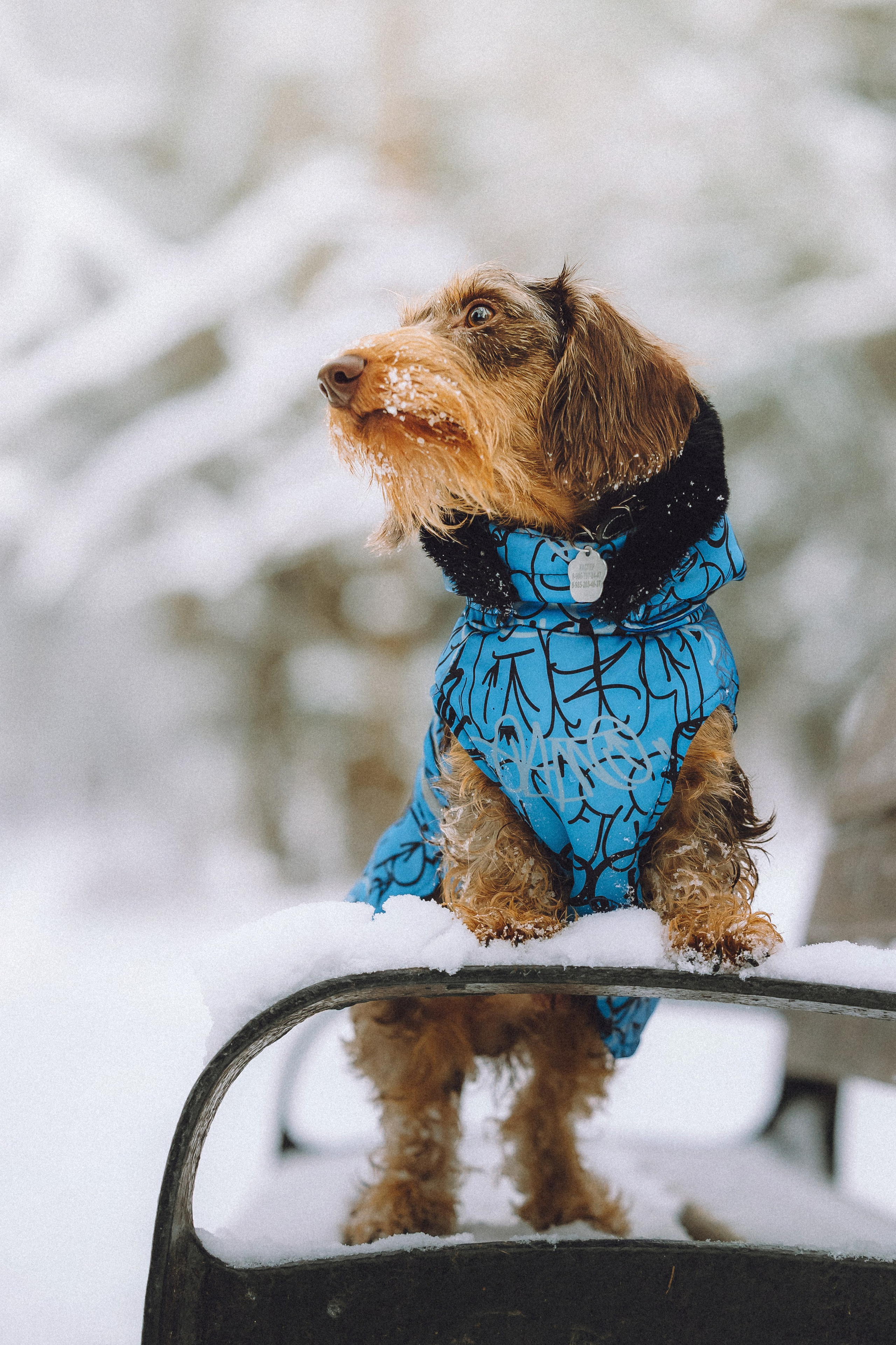 Каспер и его семья