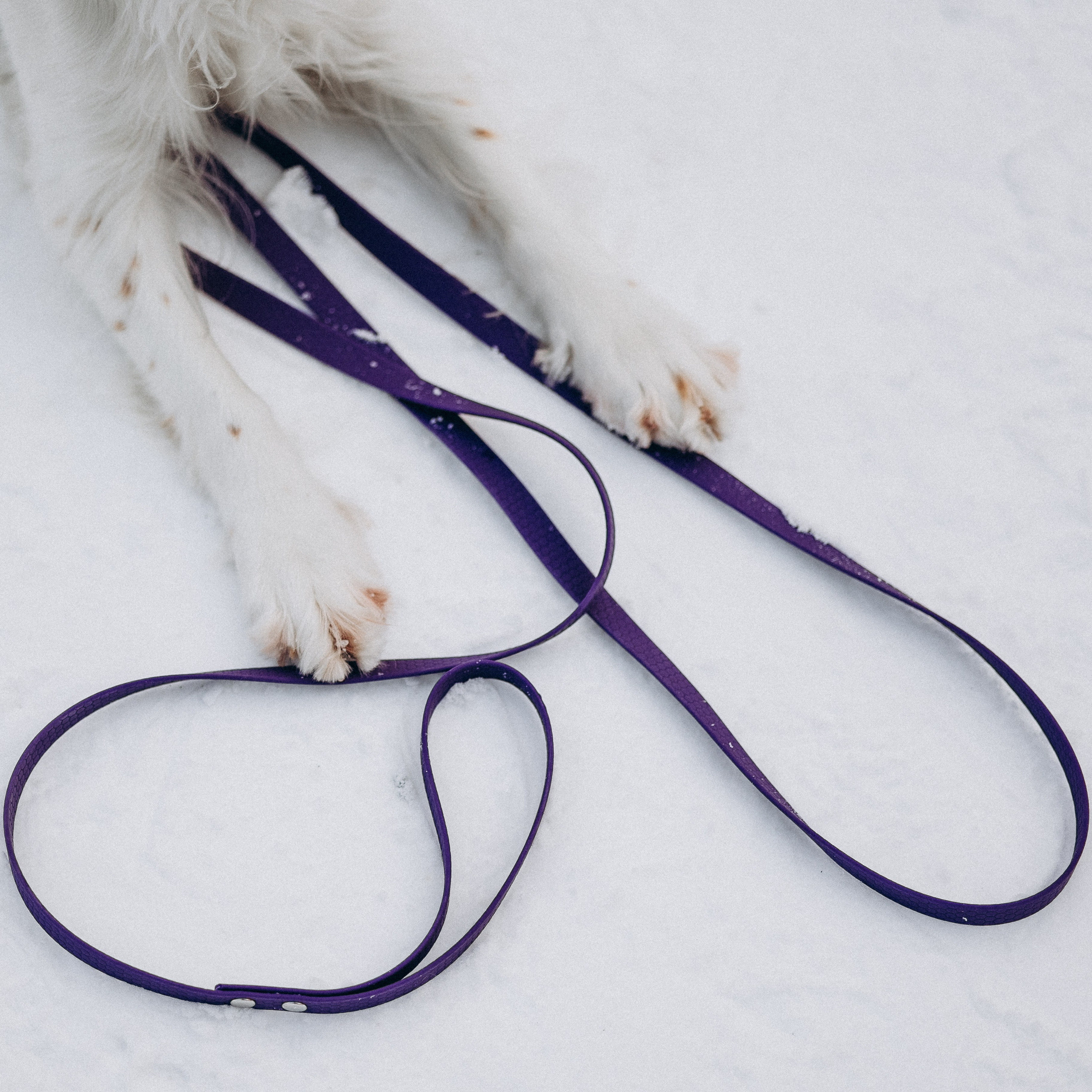 Амуниция «Бобик» 2. Фотораф — анималист Мария Шистка