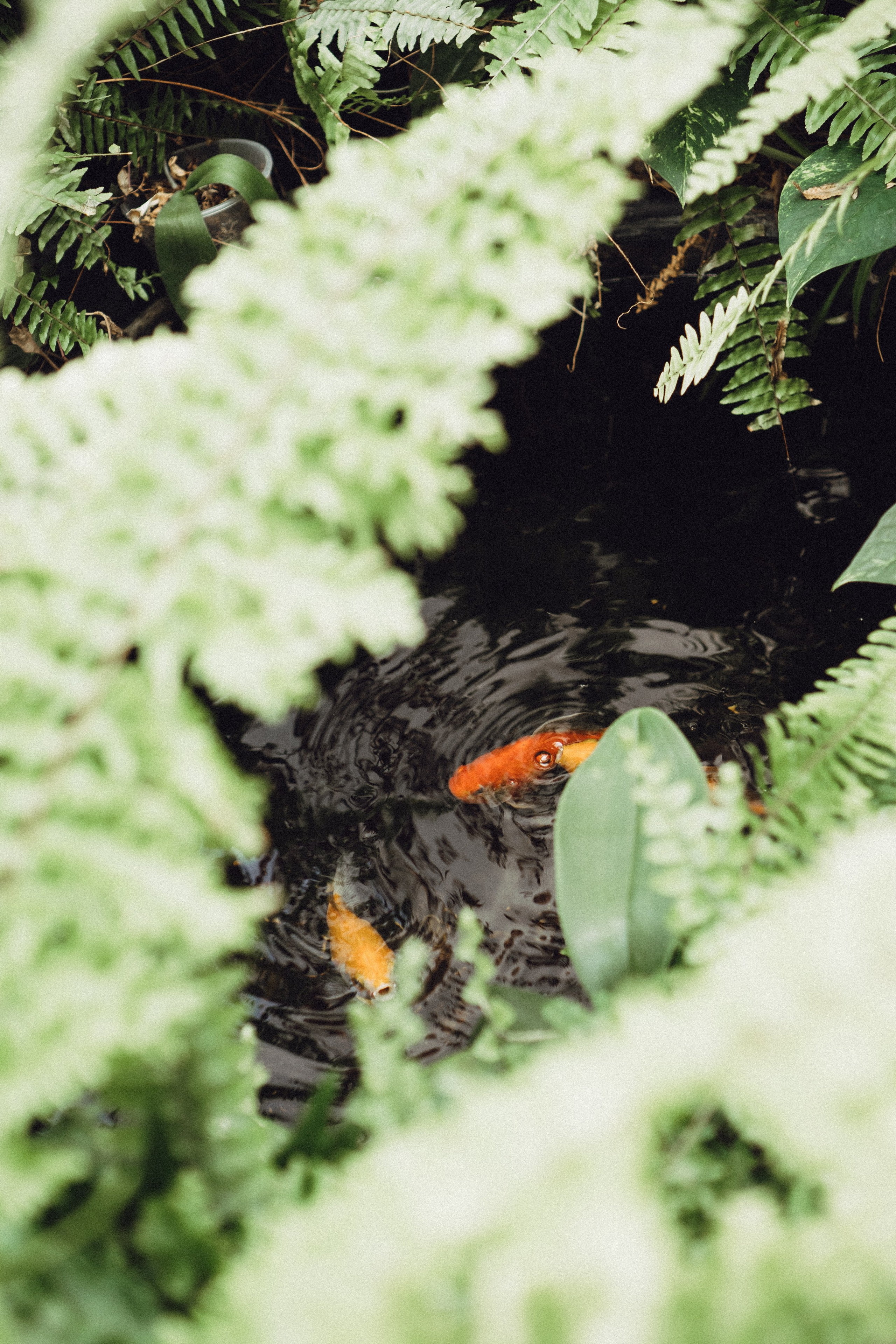 СВАДЕБНАЯ СЬЕМК В ПАРКЕ 300-ЛЕТИЯ. Профессиональный фотограф, Санкт-Петербург — Виктория Богомолова