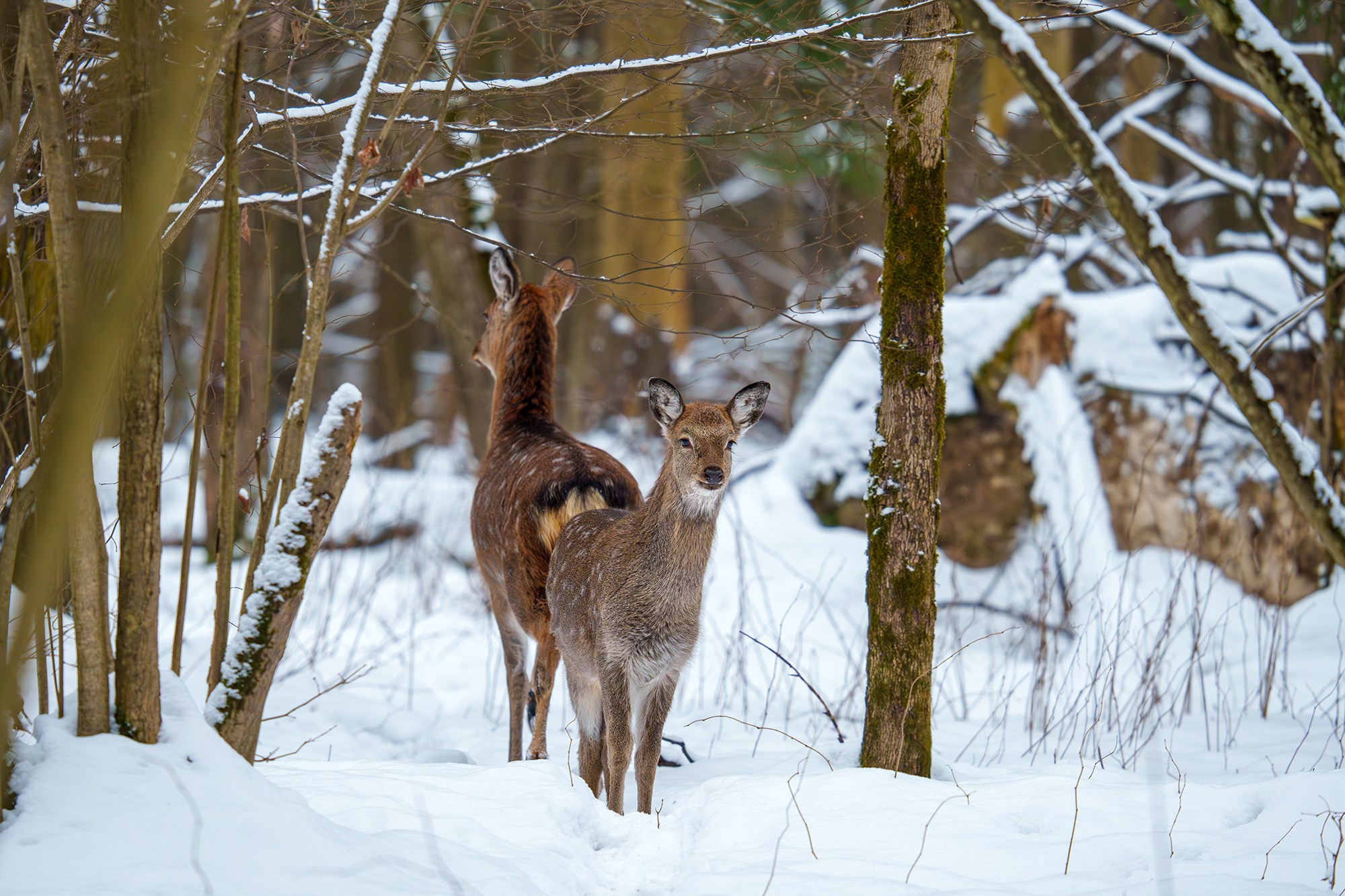 Животные. Ваш личный фотограф Марина Волкова