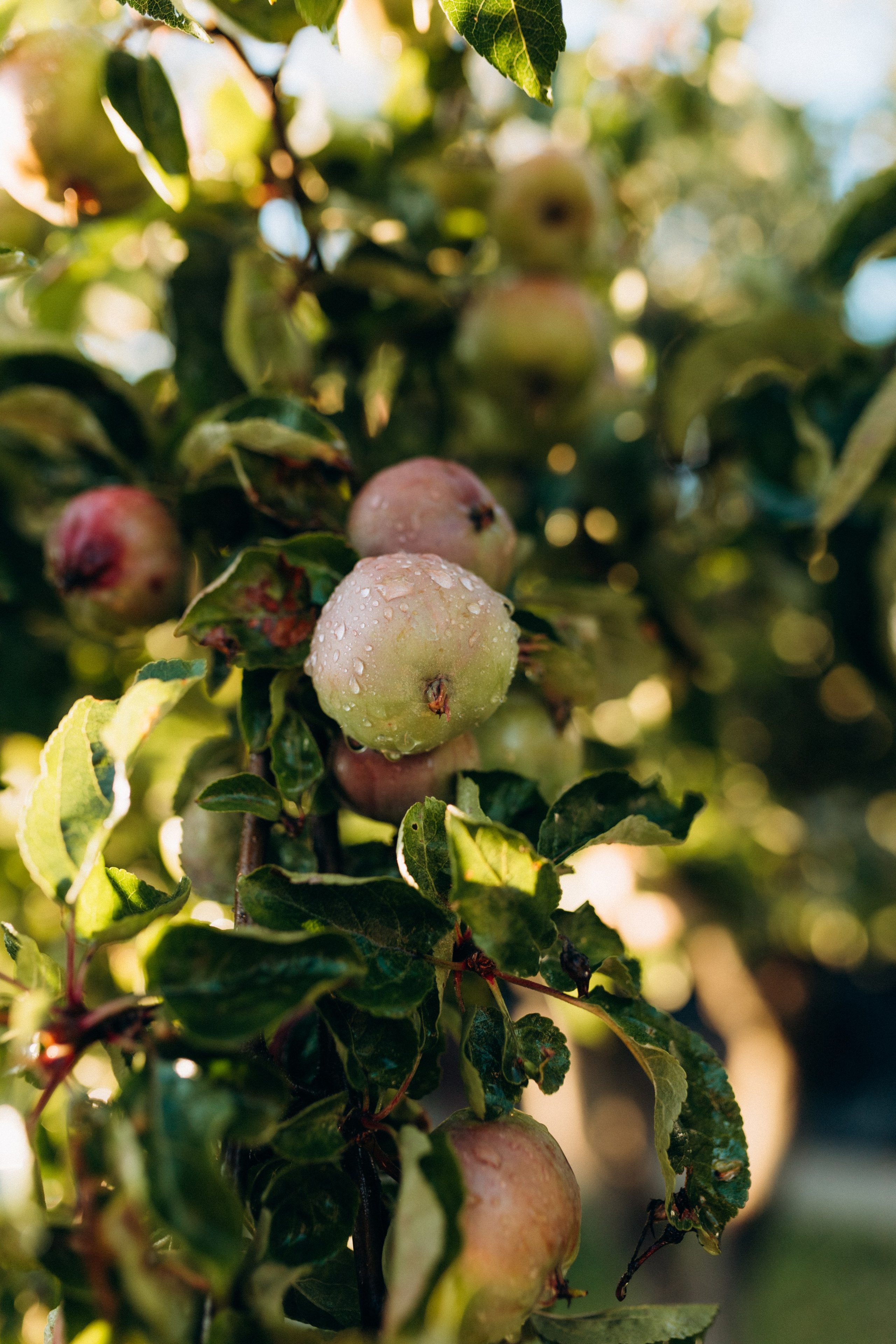 Уличные истории. Семейный и парный фотограф Мария Куцко