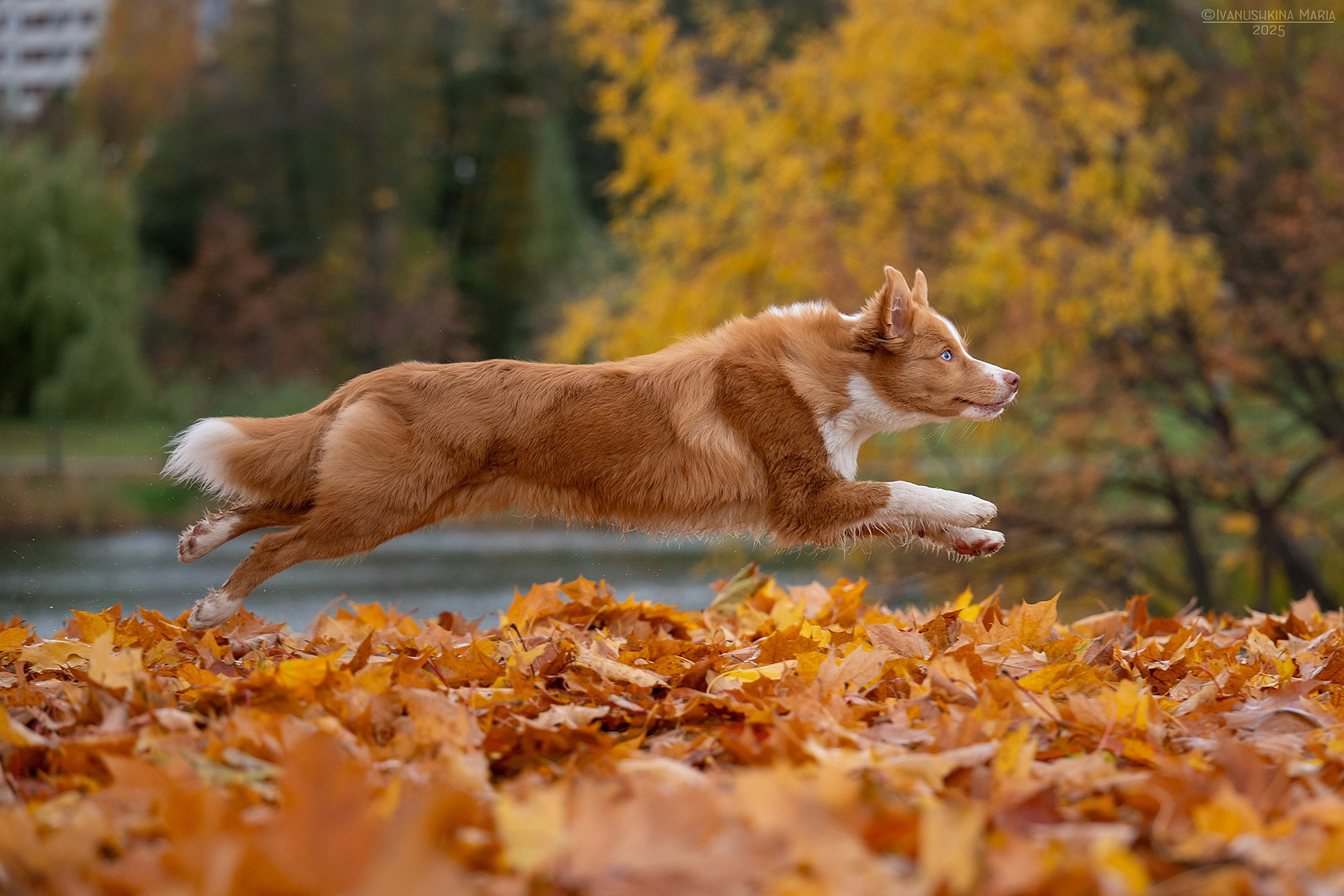 Фотограф-анималист. Фотограф собак в Москве и Московской области Иванушкина Мария