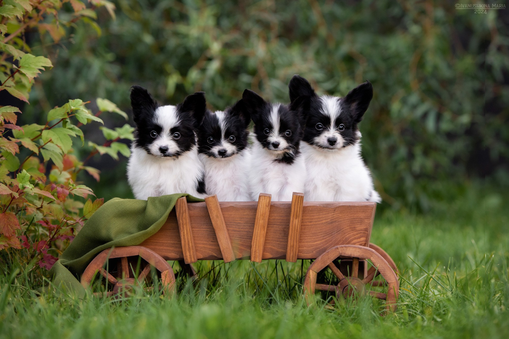 Фотосессия щенков на продажу. Фотограф собак в Москве и Московской области Иванушкина Мария