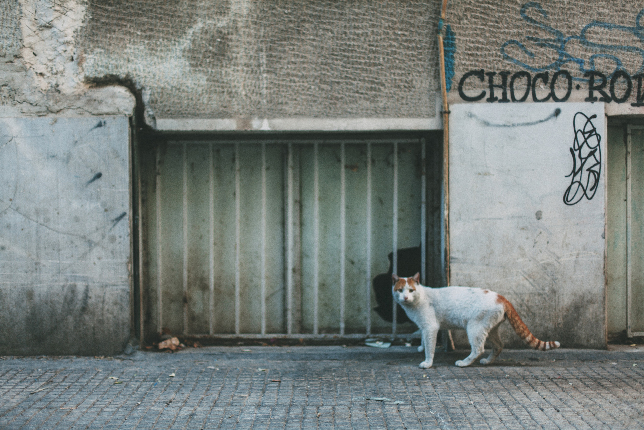 Афины. Аня Степанова