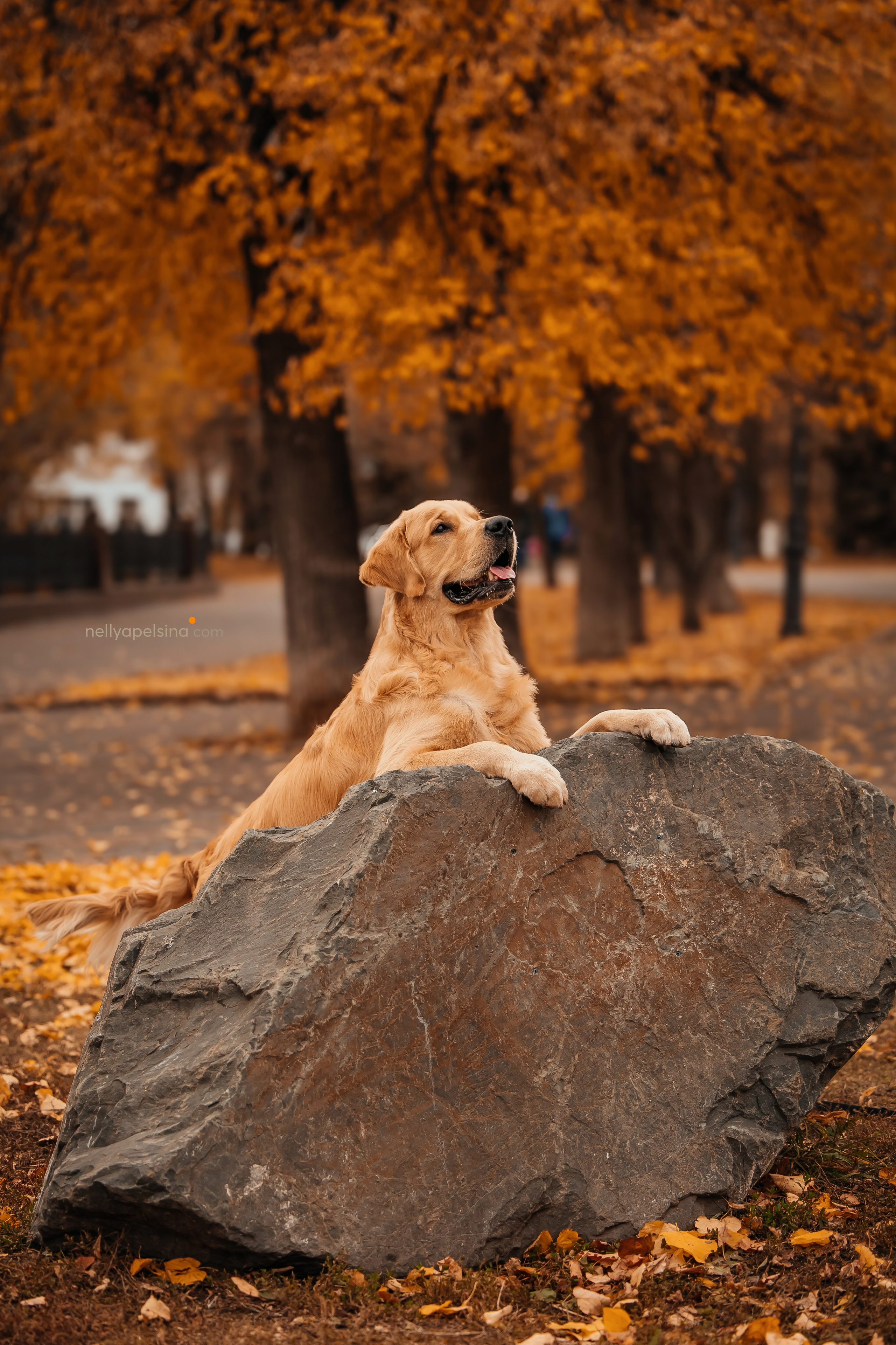 Настя, Дима, Олег и Арчи. Фотограф Нелли Самойлова