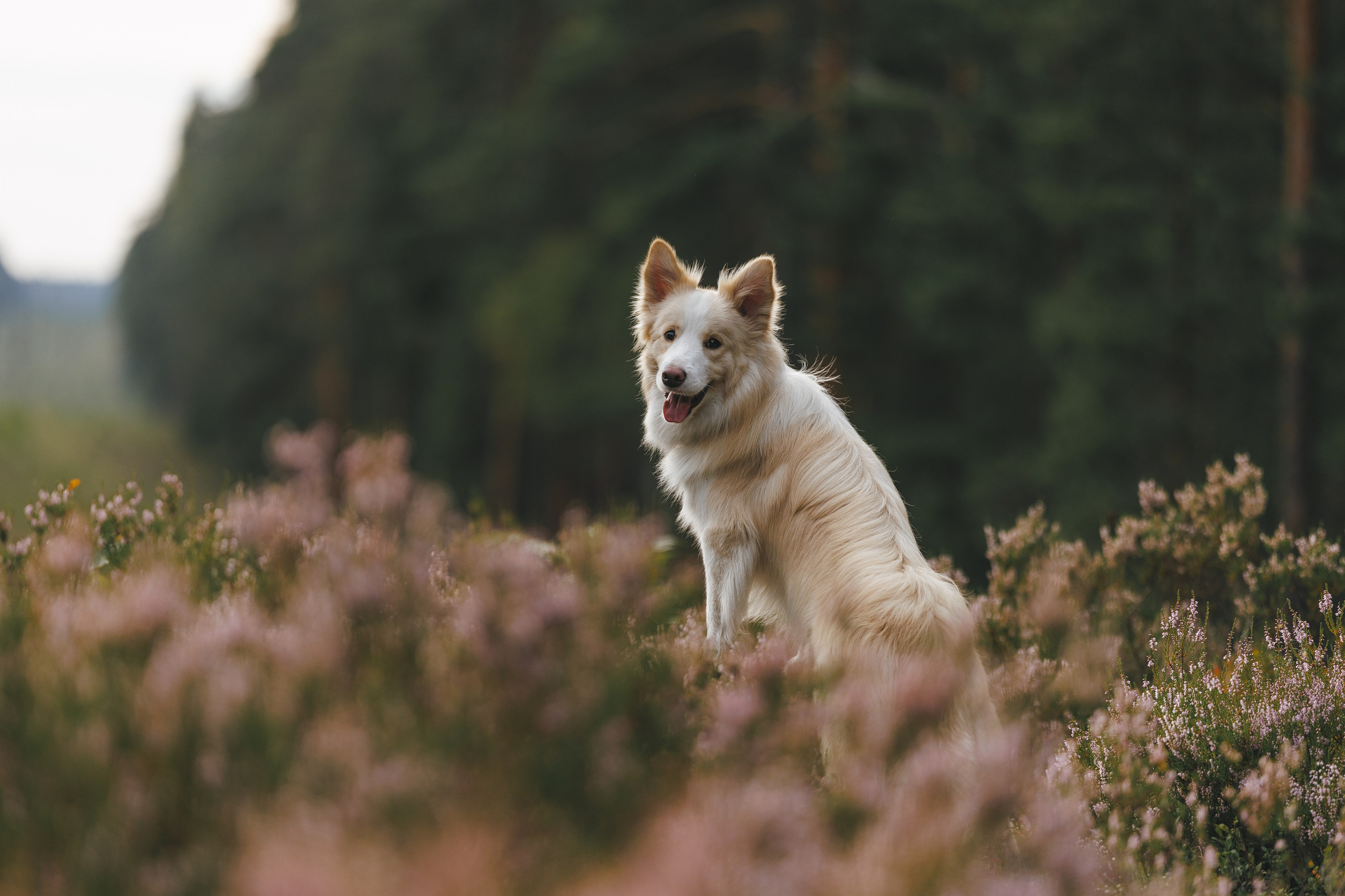 На природе. Фотограф- анималист Санкт-Петербург