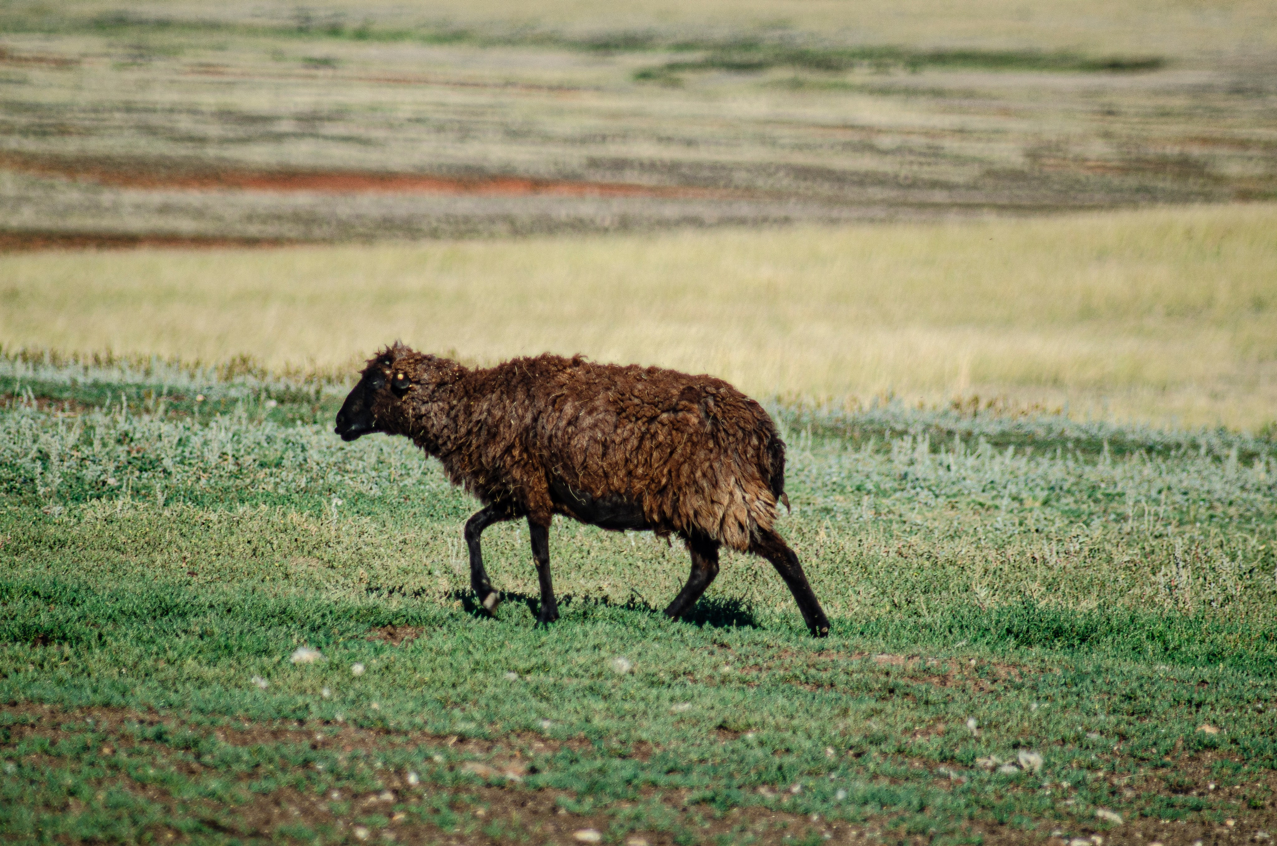 Птицы.Животные. Sreda fotoArt