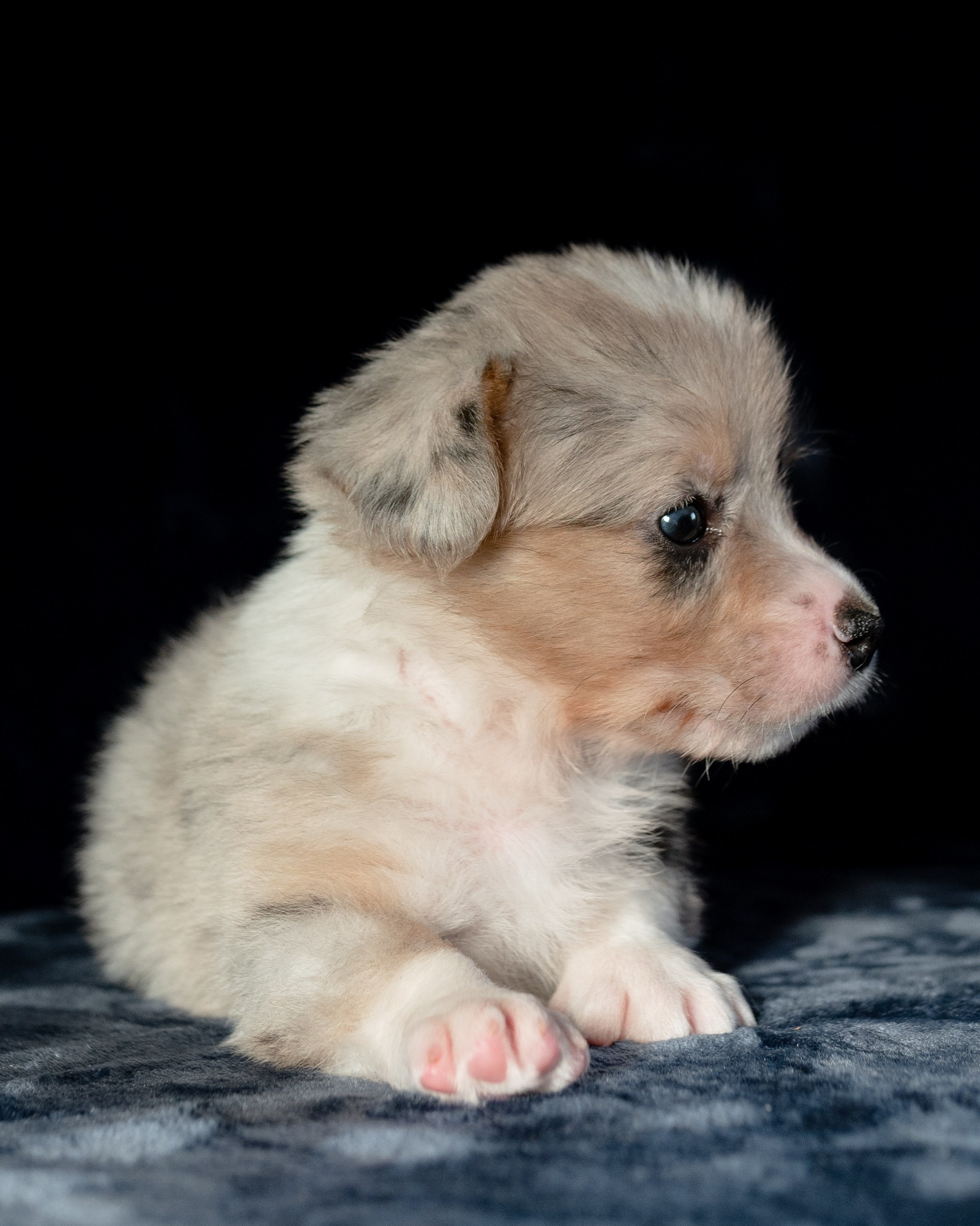 Вельш-корги-пемброк. Фотограф анималист в Москве Ольга Агушева