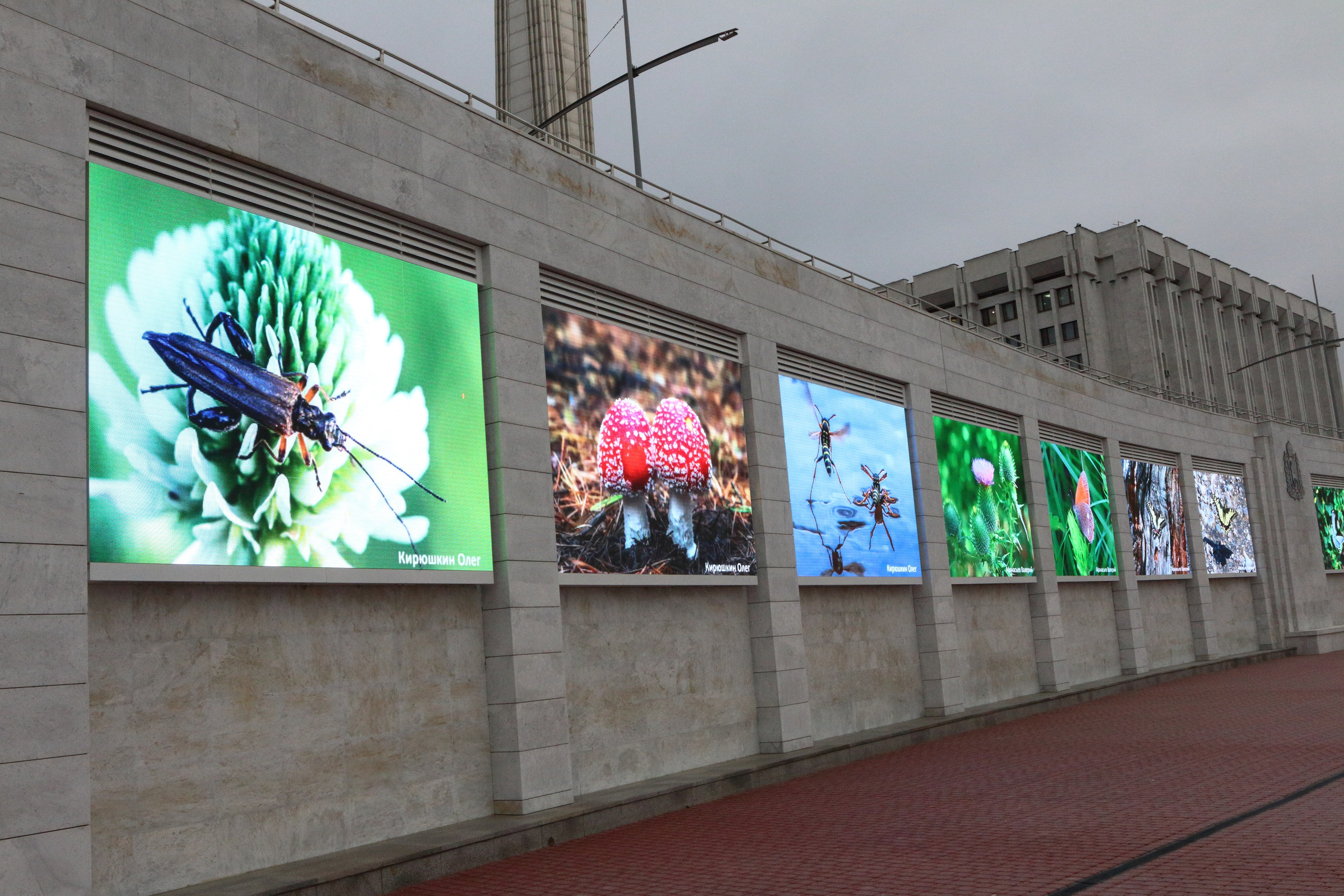 03.10.2021 Выставка «МакроМагия». Фотообъединение Самарского областного отделения Союза журналистов России