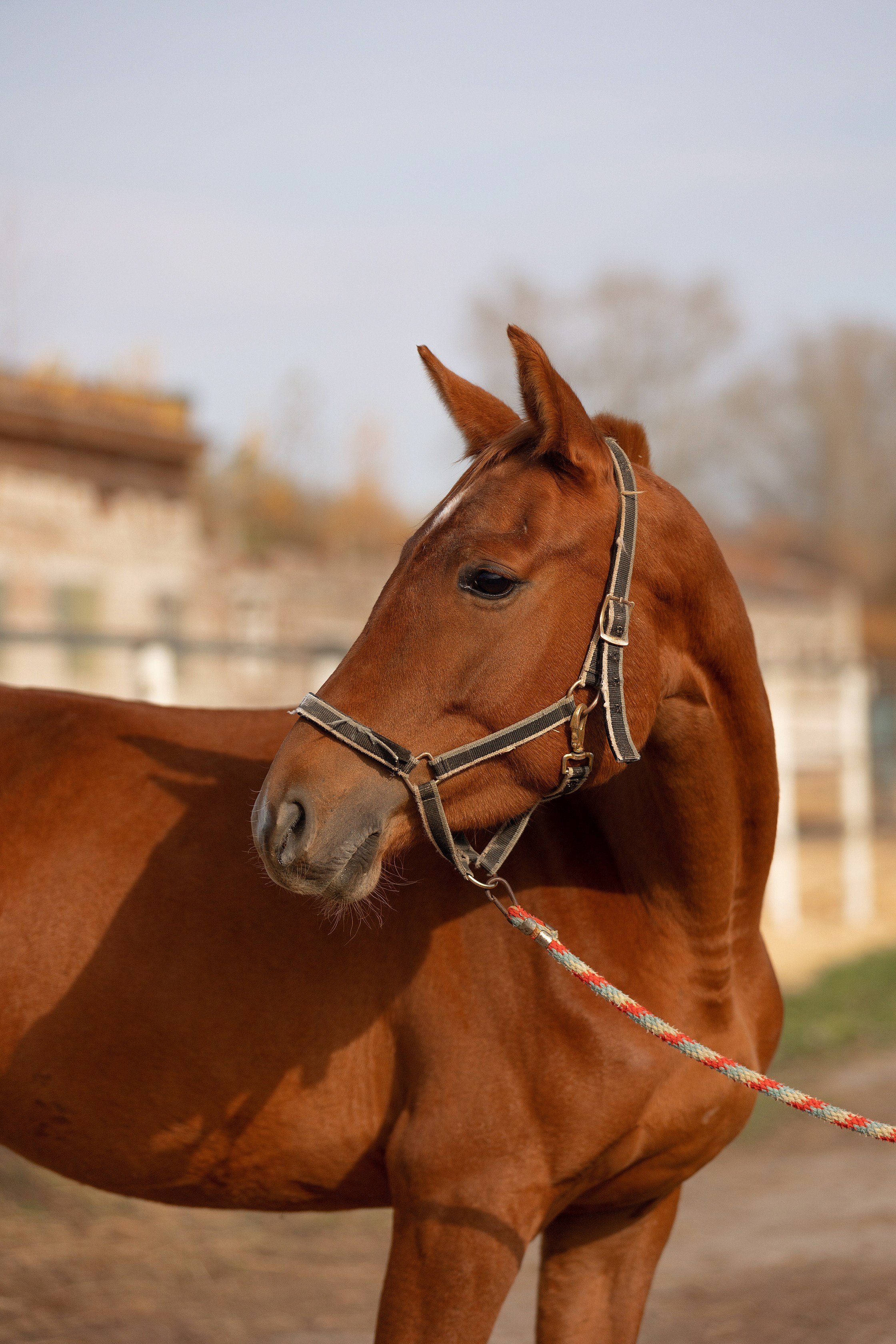 Лошади. Конный фотограф Валынкина Лера