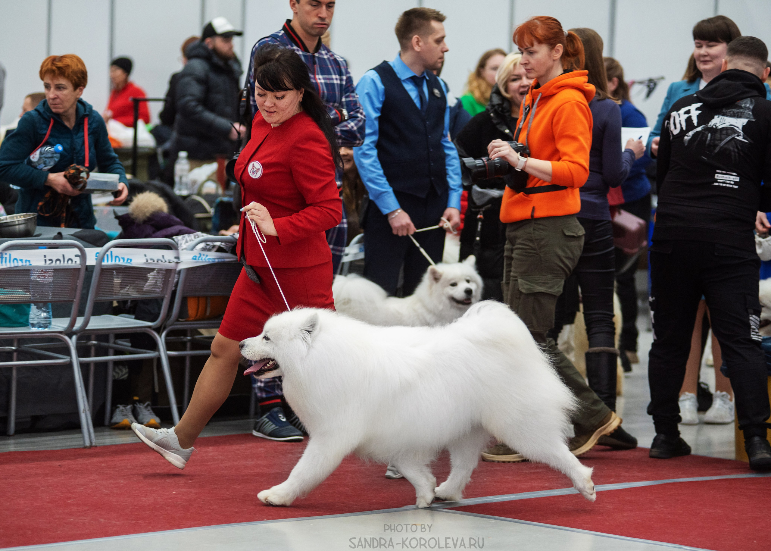 Выставка собак тюмень 14.01.2023. Дог-фотограф в Тюмени Александра Королева