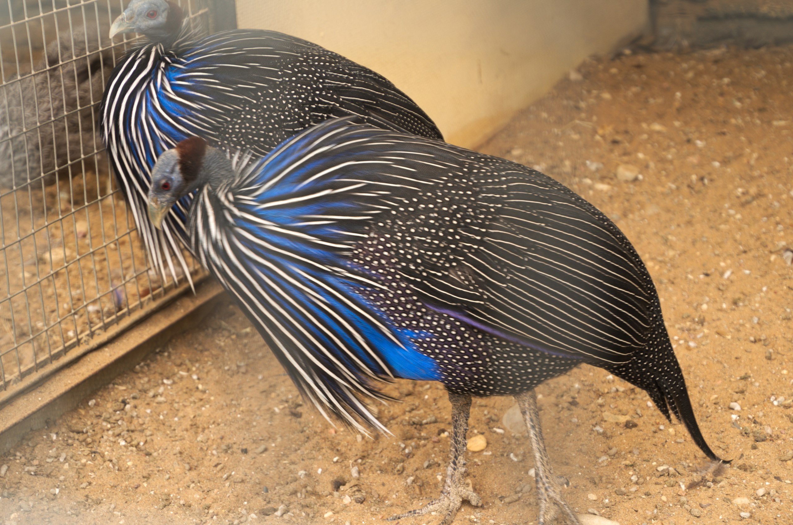 Боровск и парк птиц «Воробьи» | 17.09.2017. Галерея Фантим