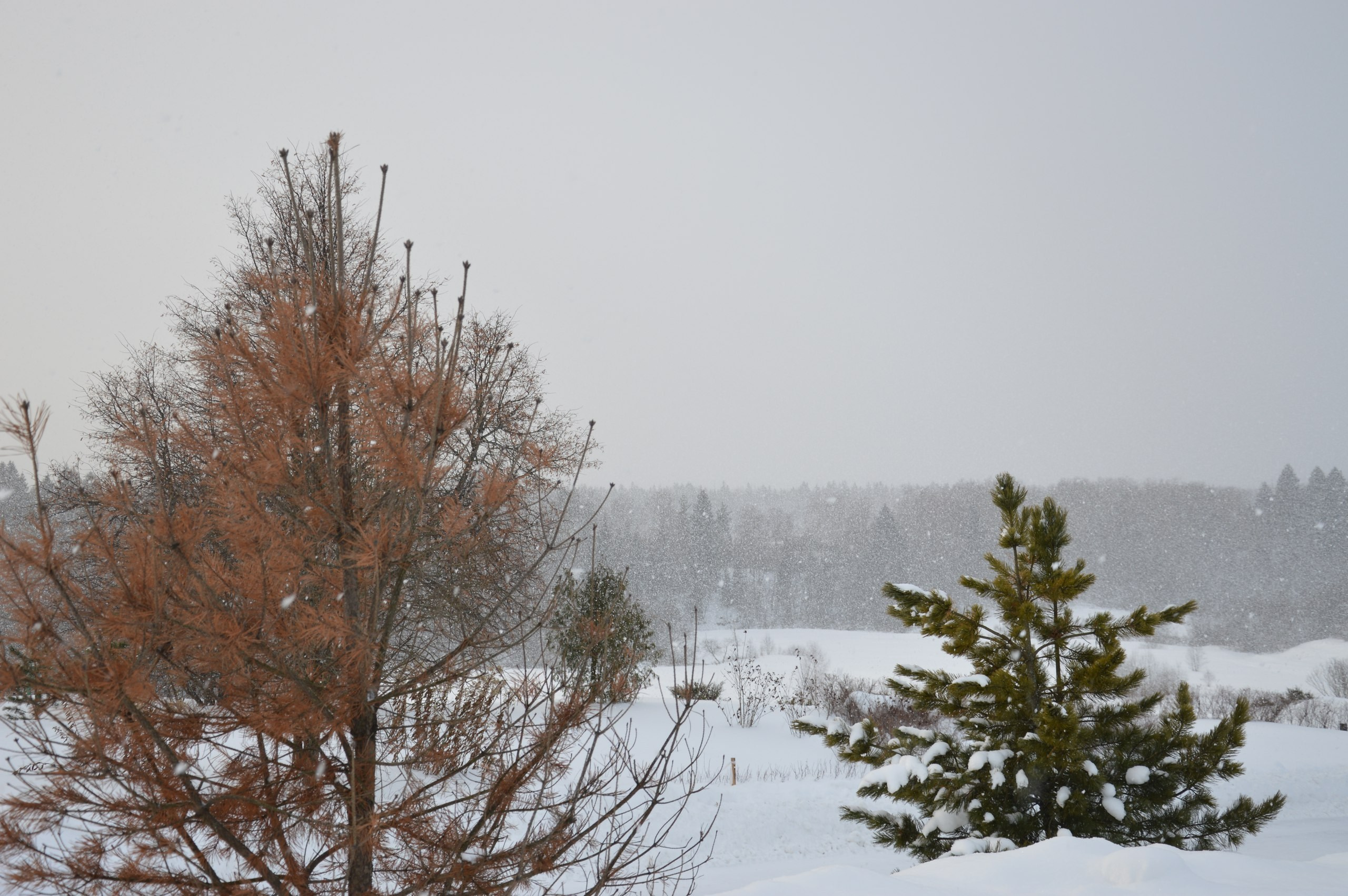 Сергиев Посад | 11.12.2016. Галерея Фантим