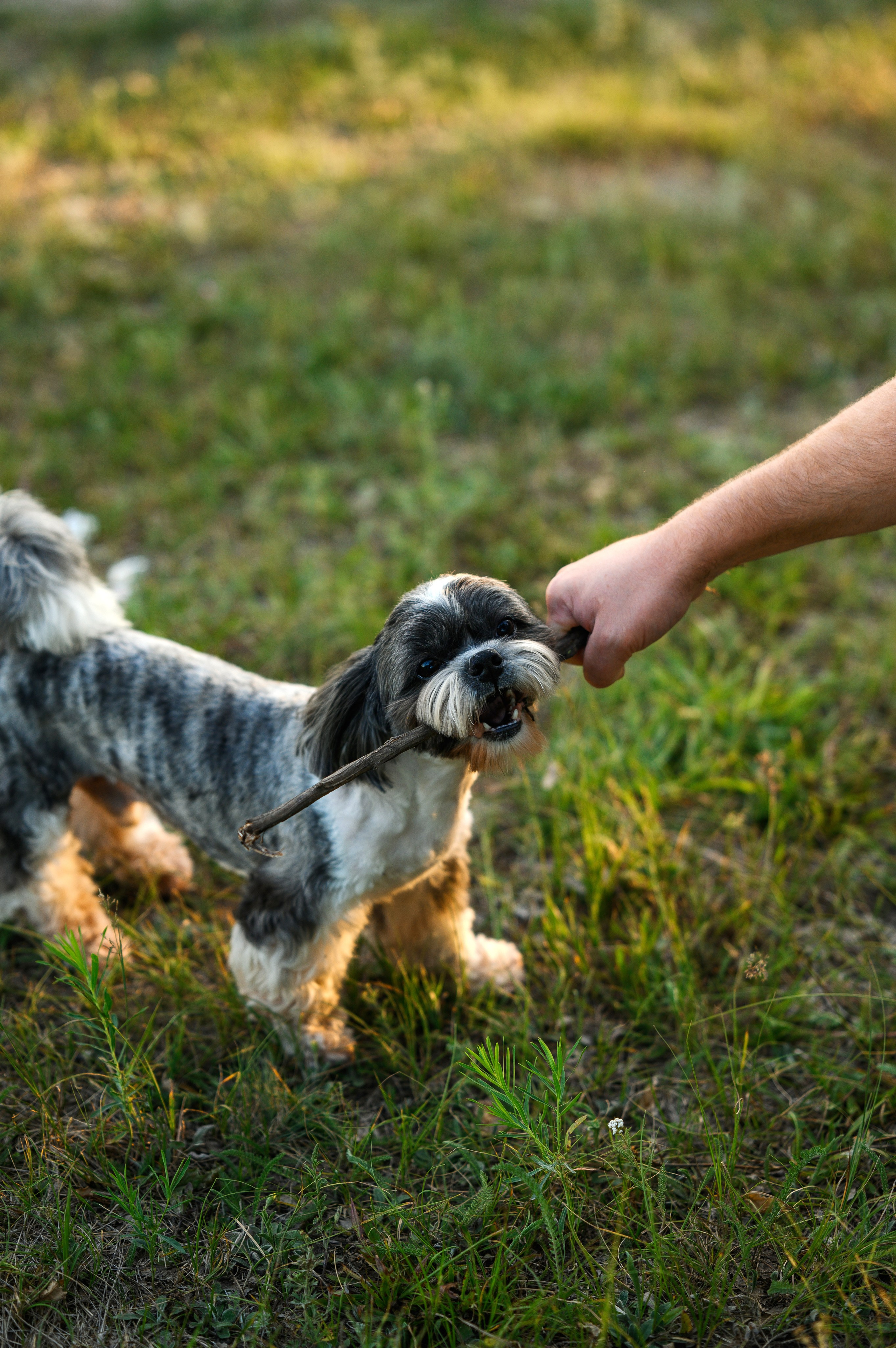 Артем, Юля и Чип ;). Свадебный и семейный Фотограф в Пензе Татьяна Лапоногова