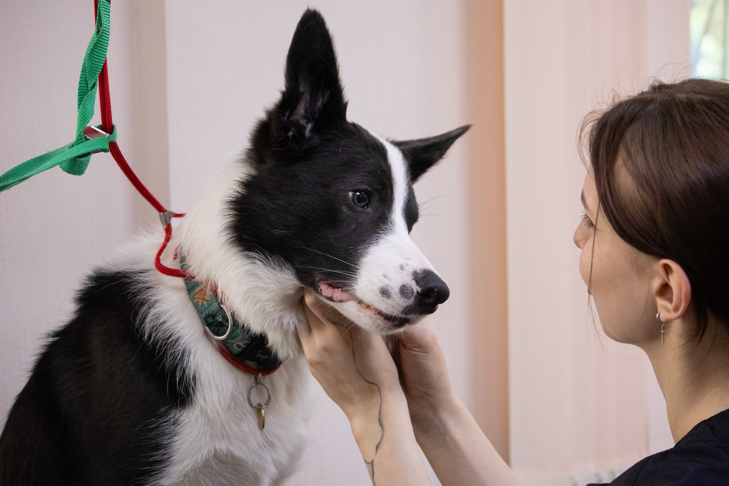 MOS`KA groom | Стрижки кошек и собак | НН. Фотограф в Нижнем Новгороде Екатерина Хисматулина