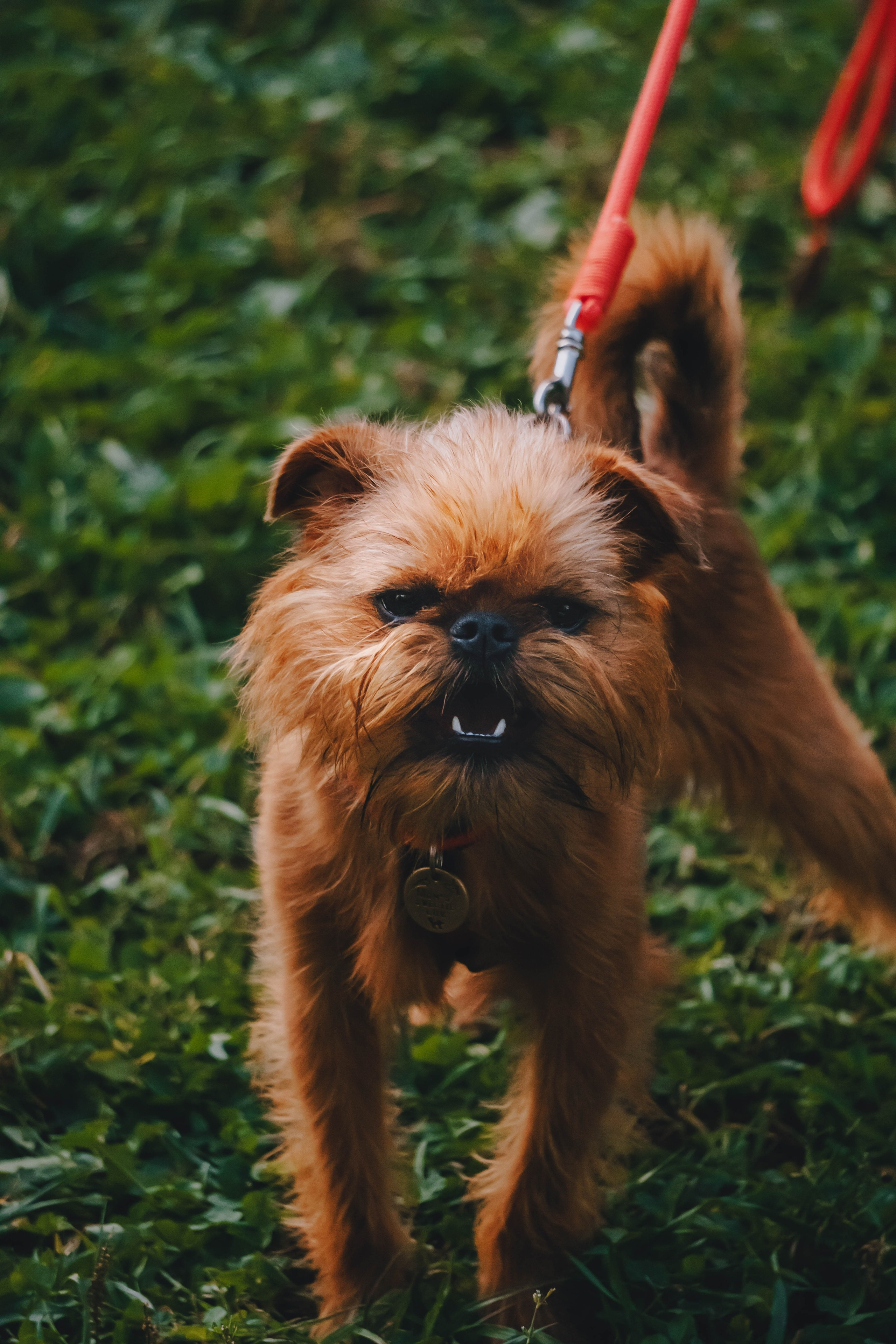 Мини-туса гриффоны и брабансоны. Фотограф-анималист Ксения Воробьева, Москва