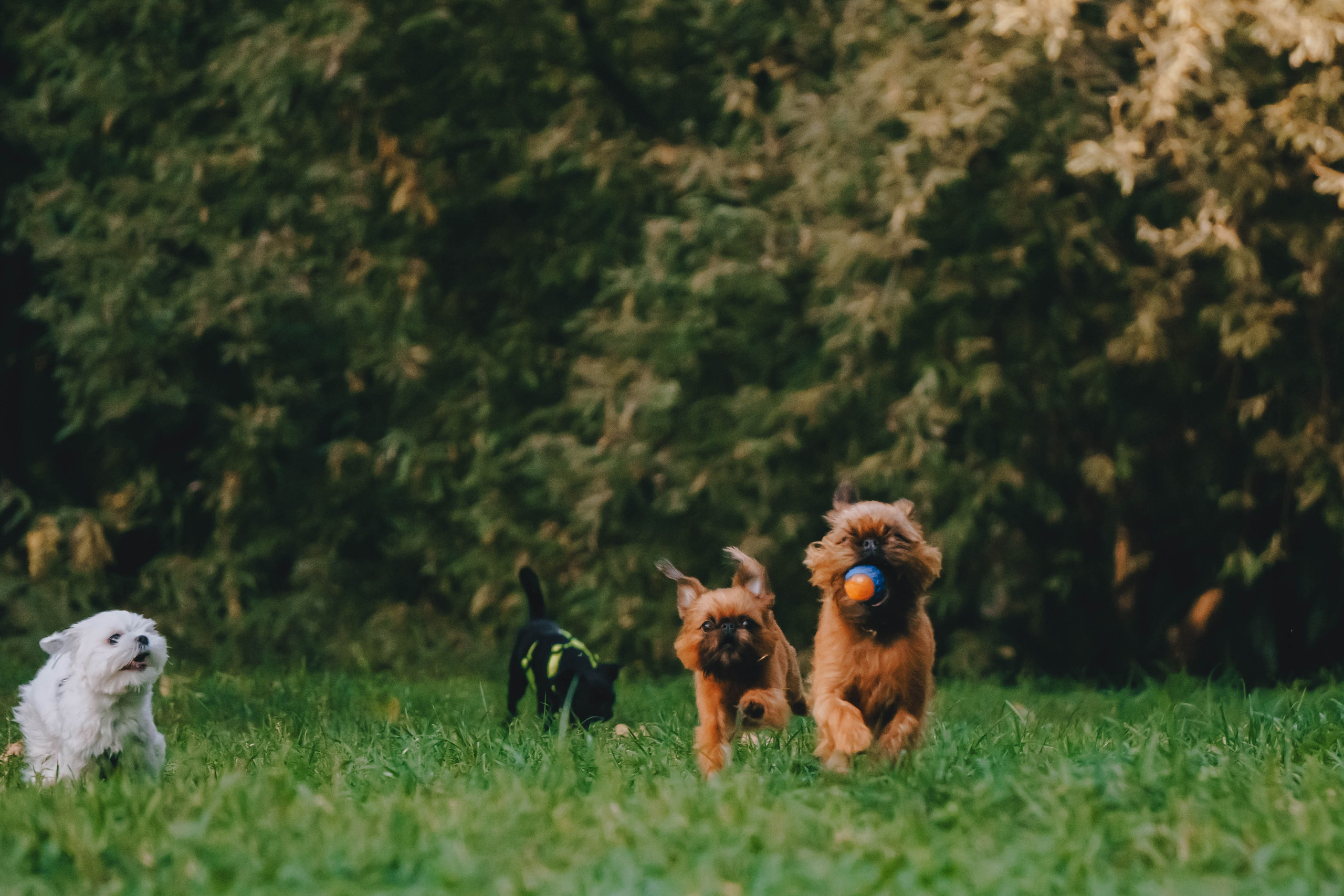 Мини-туса гриффоны и брабансоны. Фотограф-анималист Ксения Воробьева, Москва