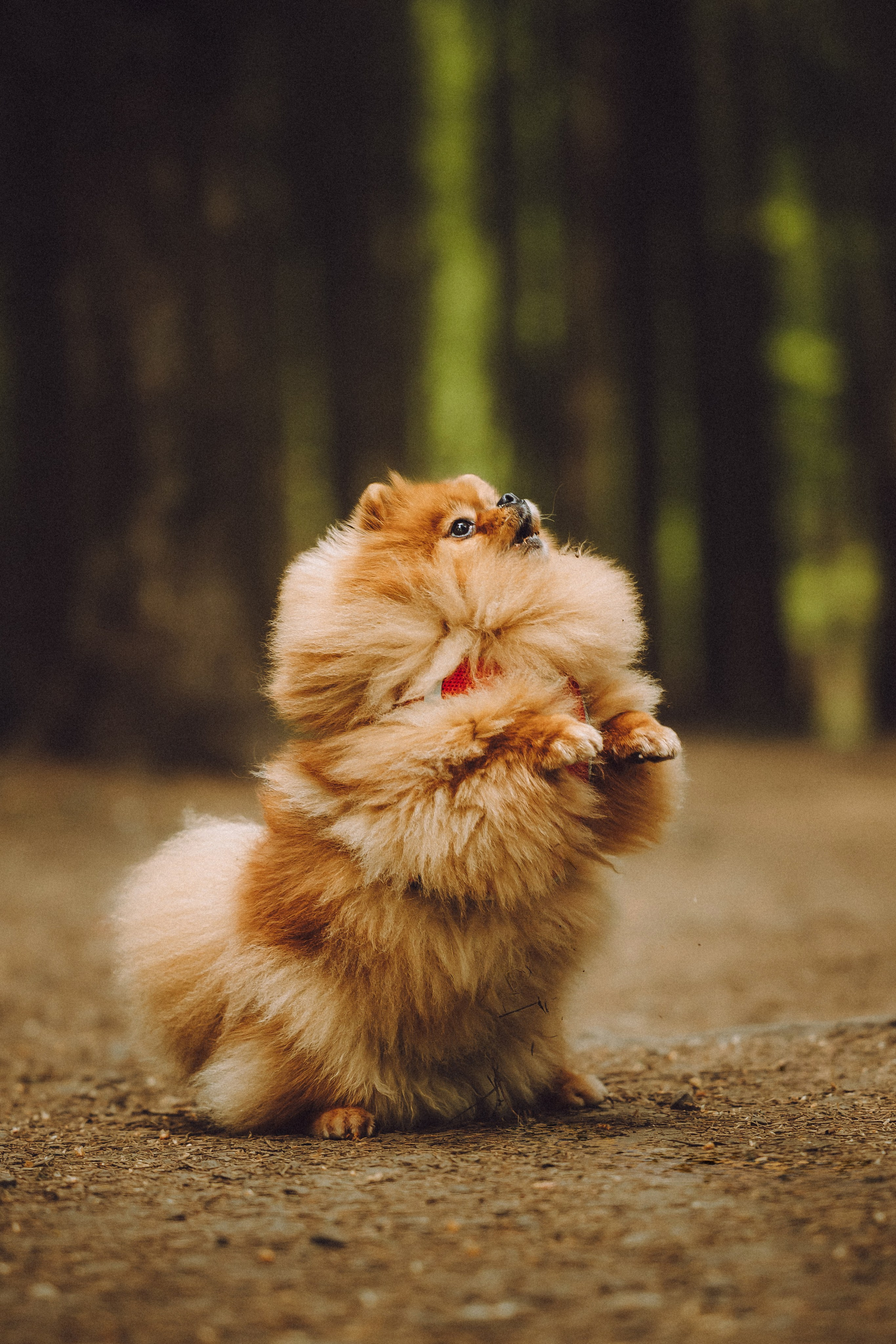 Лорик и его семья