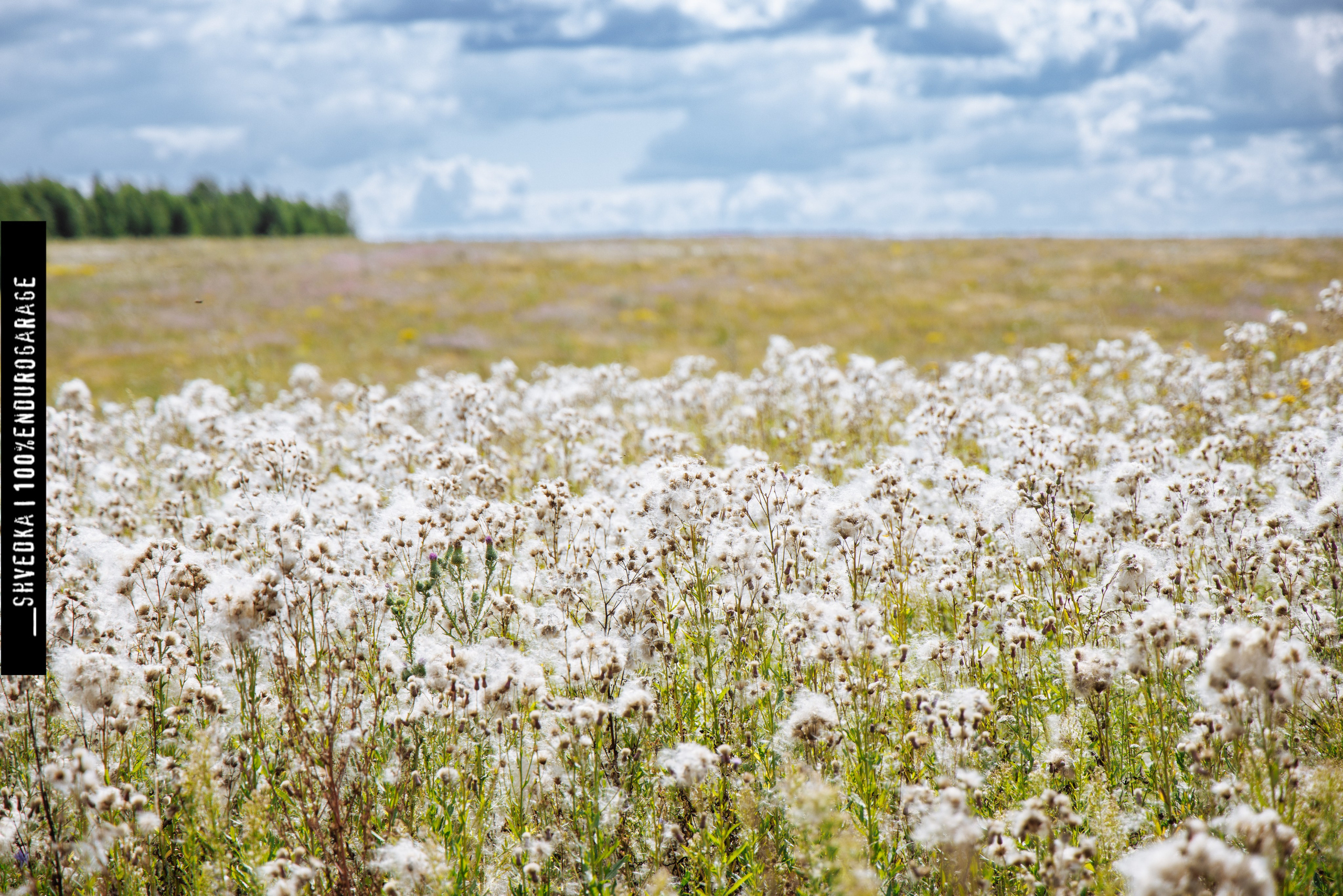 ПЕРВЫЙ ЛЕСНОЙ ДЕНЬ. Ваш экстрим фотограф Кудрева Яна